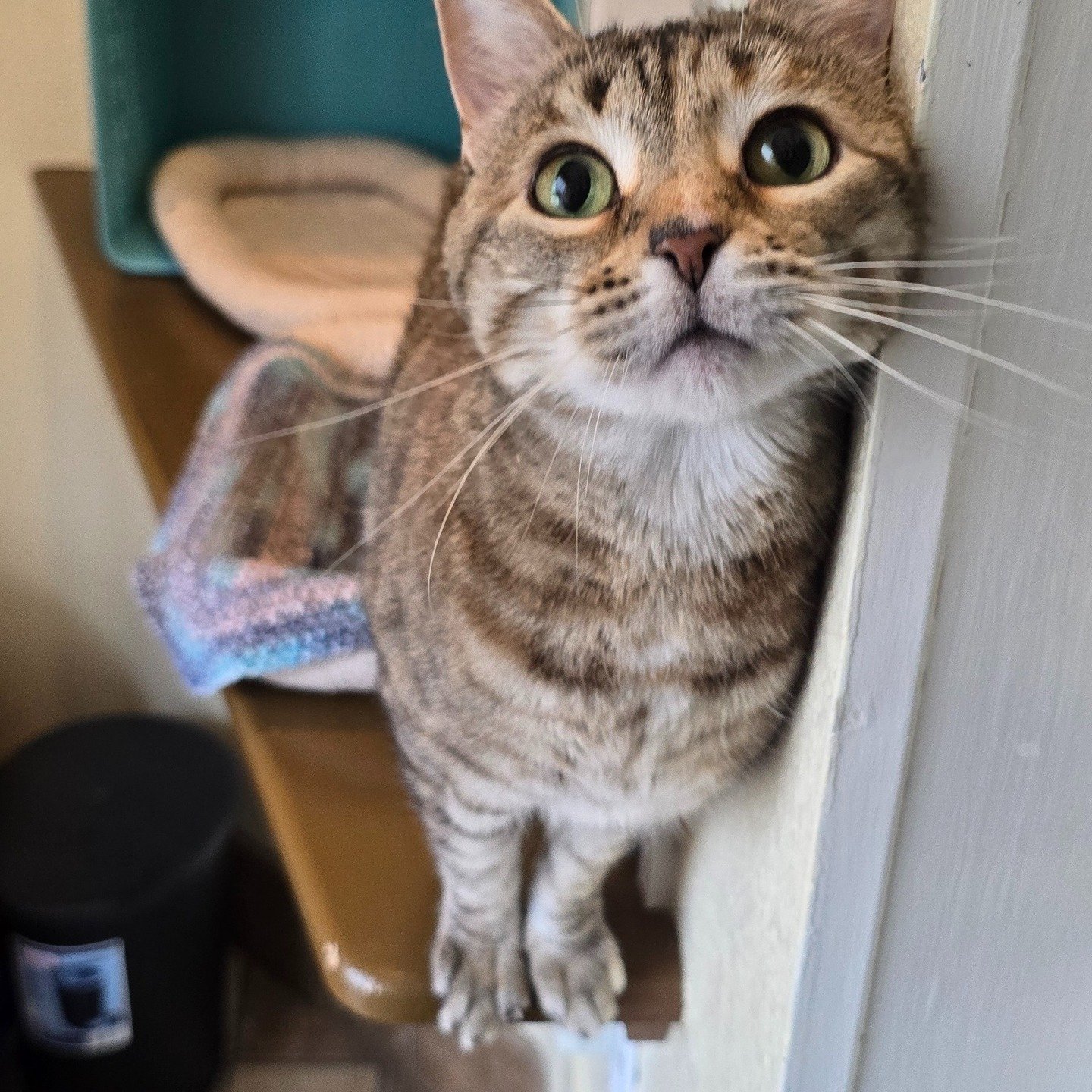 Tessa just had a nice 9-day vacation stay with us. Tessa is a lil shy at first, but as soon as you start giving her pets - you are her best friend!