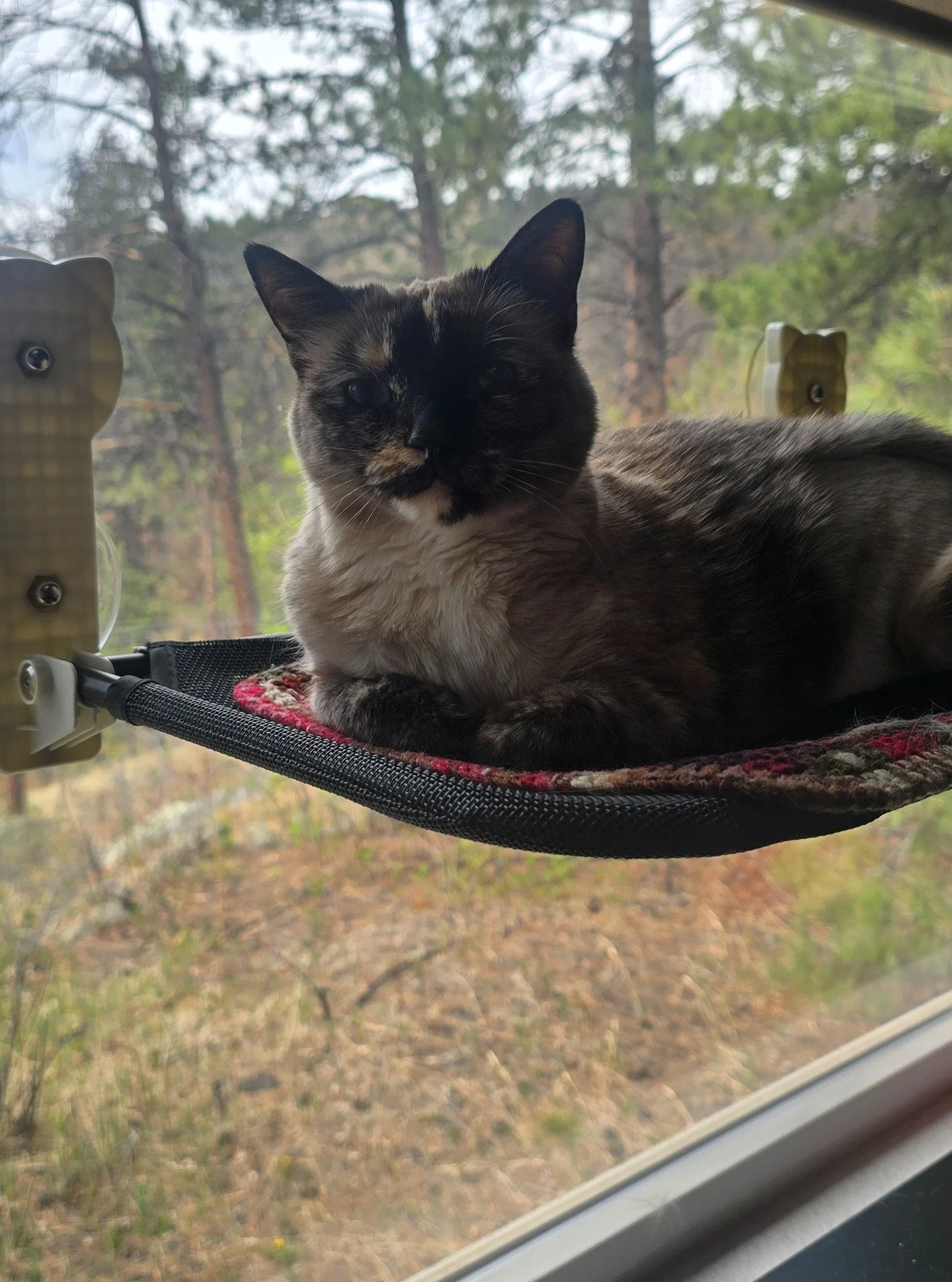 Sweet Bijou is back with us! She has a very unique soft meow and we love it! We would say she is purrrfect!