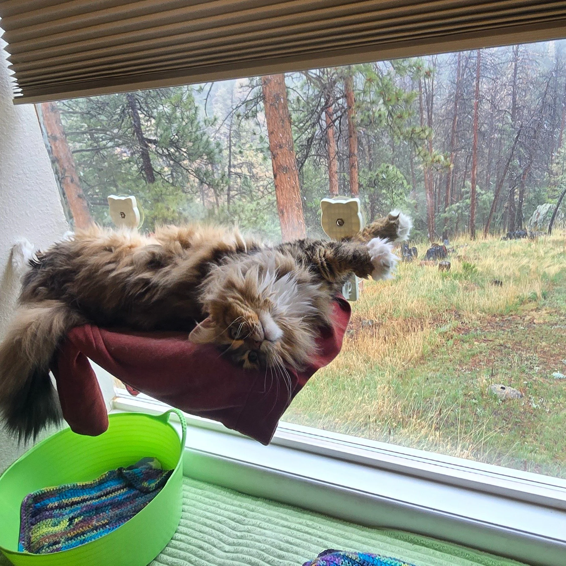 Lily says "Im fine in this weather, I got a fireplace and a great view!"