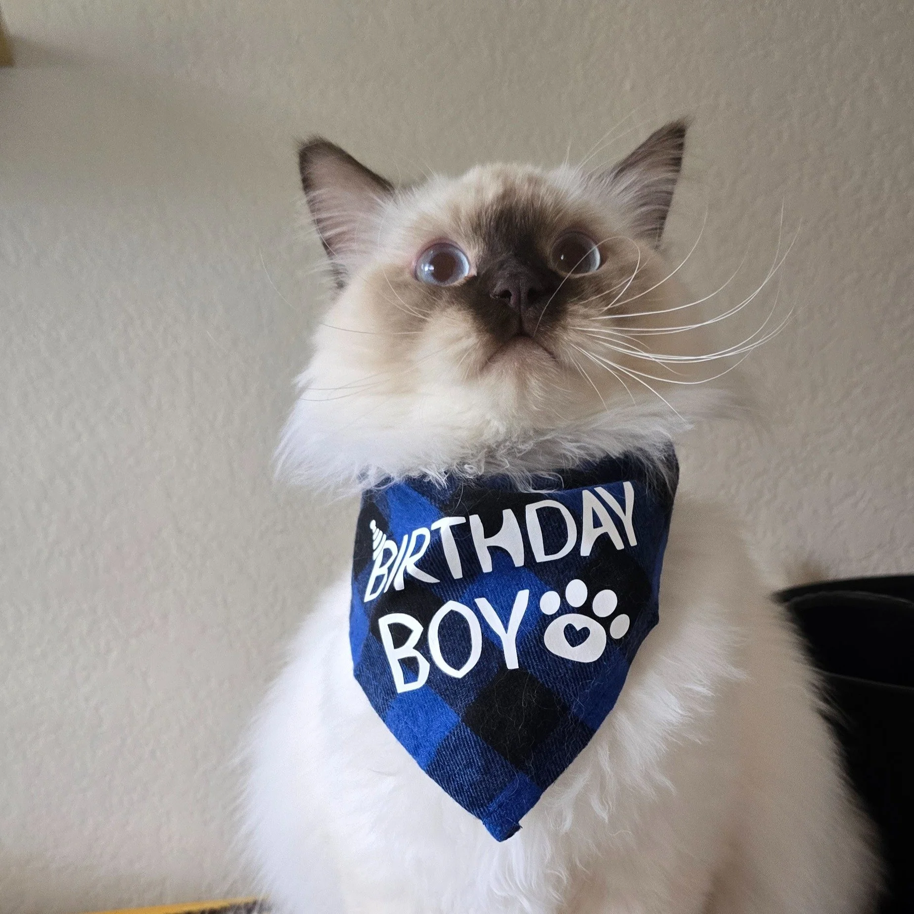 We have a birthday boy today! MacGruber turned one! 
He is having a blast with his new best friend and neighbor Remy. Almost half the day they are just hanging out together by the glass door.
