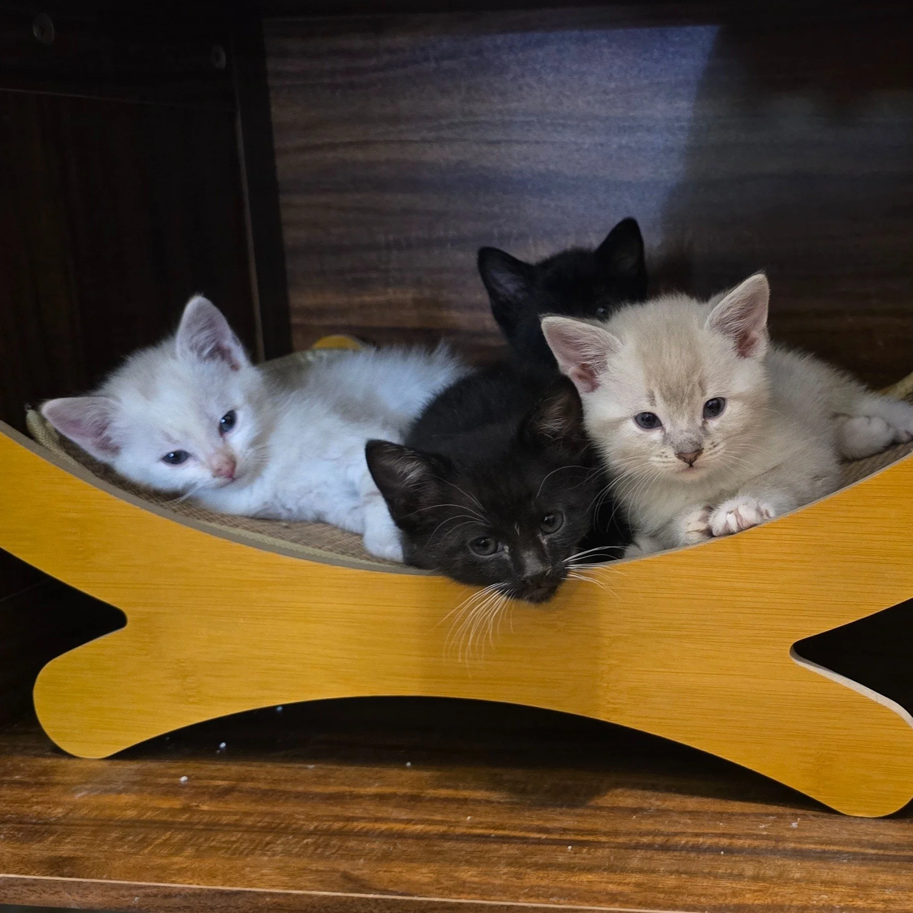 Meet the 'seven dwarfs' kittens! They will be ready in late June through EAPL Evergreen. 
So many different colors and patterns in this litter.