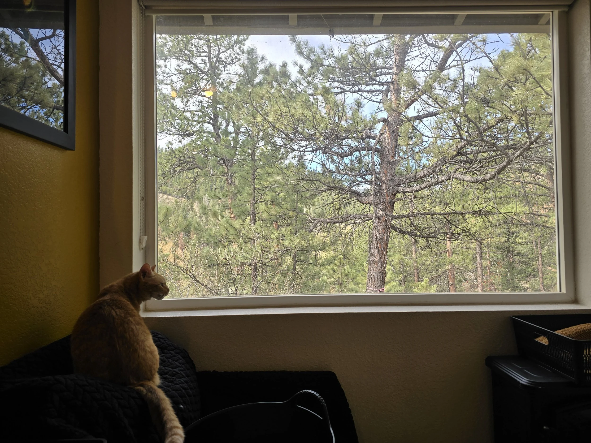 View from inside a room showing a large window with a pine tree outside. Inside, a ginger cat with white markings is sitting on a black quilted blanket on a piece of furniture near the window.
