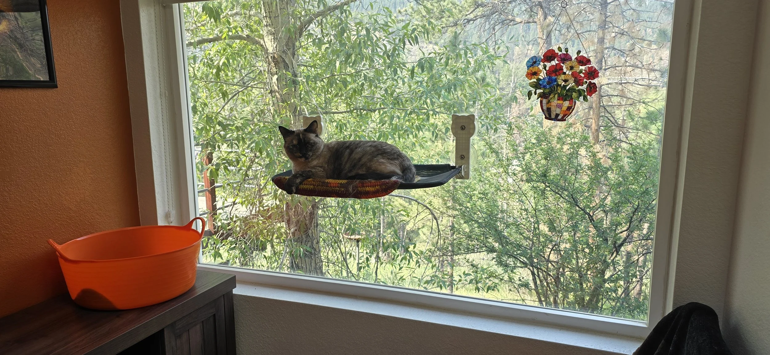 A cat lounging on a window perch in a room with orange and beige walls. Outside the window, trees with green leaves are visible. An orange bowl is on a piece of furniture to the left, and a decorative hanging flower pot with colorful flowers is outside the window.