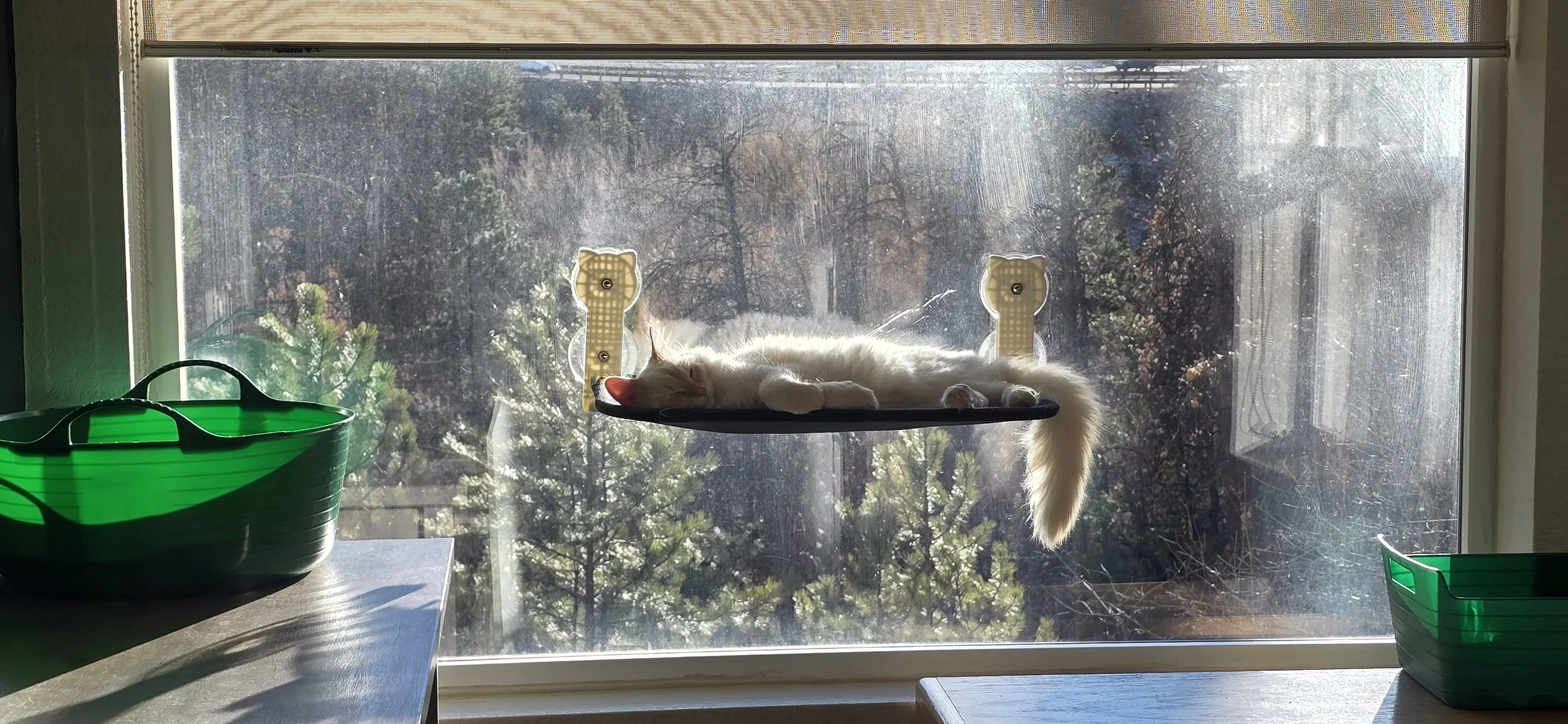 A white cat is sleeping on a circular platform attached to the window with suction cups, with sunlight streaming through a large window showing trees outside.