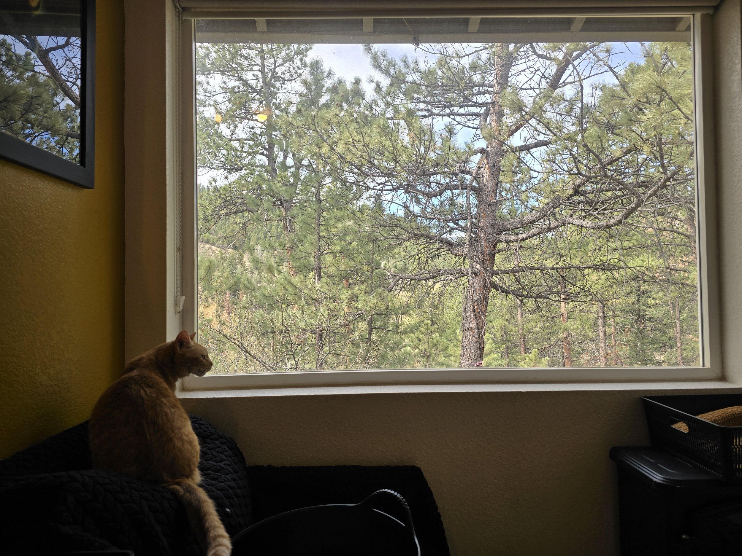 A view from inside a room looking out a large window at tall pine trees outside with blue sky overhead. There is an orange tabby cat sitting on a black quilted blanket on a windowsill, partially backlit by natural light.