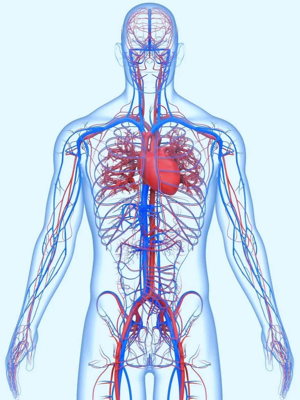 Illustration of the human circulatory system showing heart, arteries, and veins.