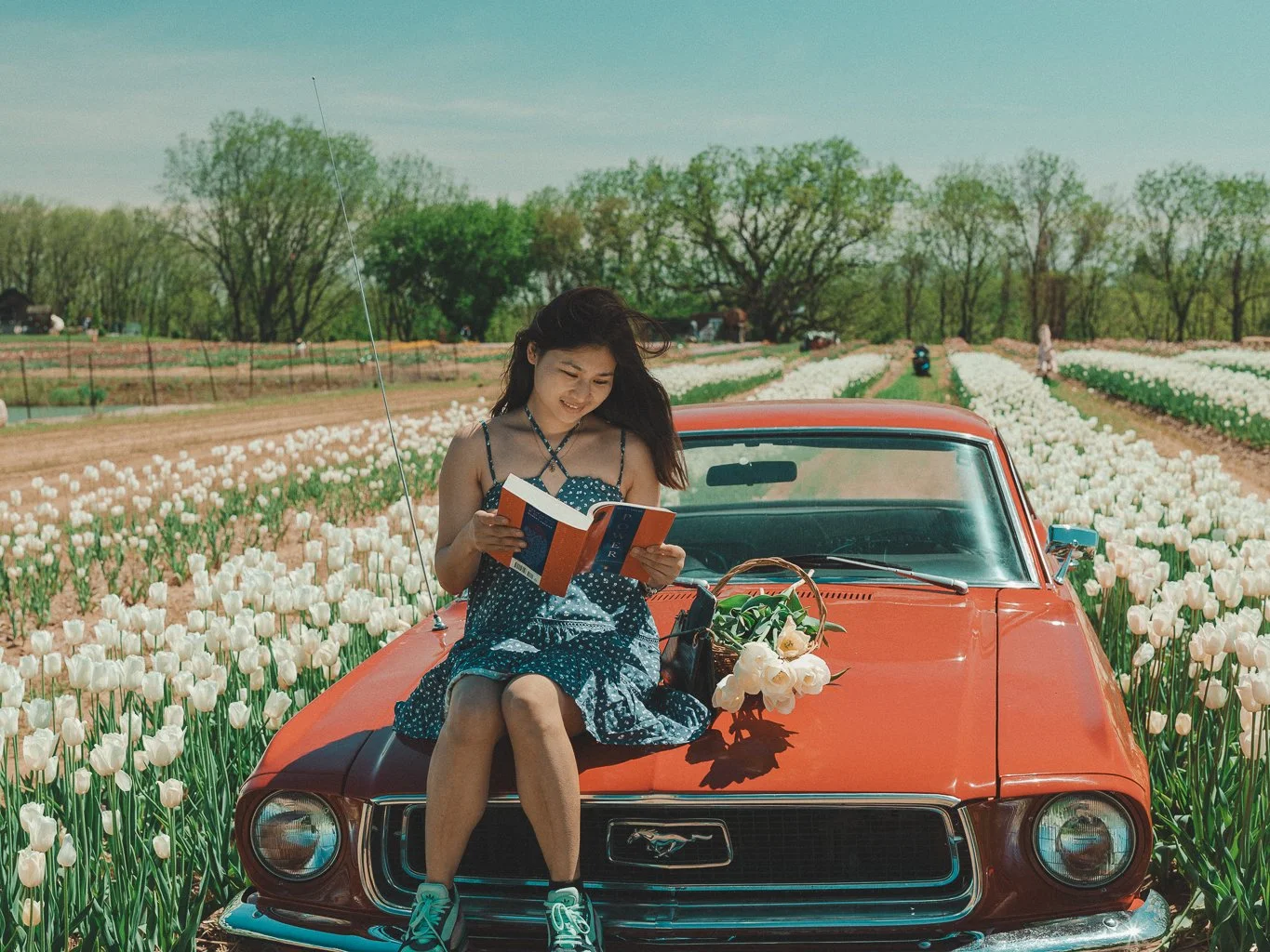 Young woman sitting on the hood of a red vintage Ford Mustang in a tulip field, reading a book with a basket of flowers beside her under a clear blue sky.