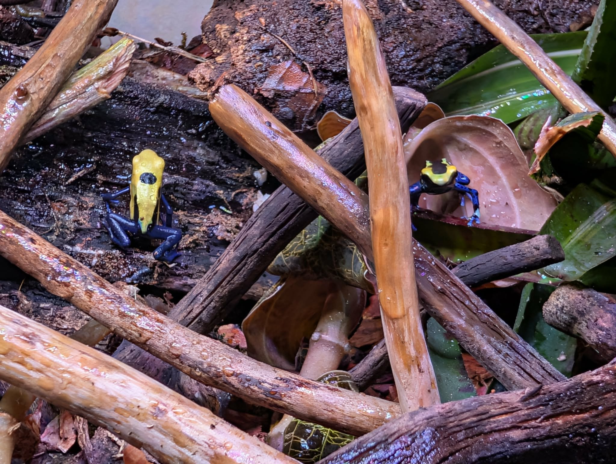 Two poison dart frogs with yellow and black markings on fallen logs and leaves in a swampy jungle environment.