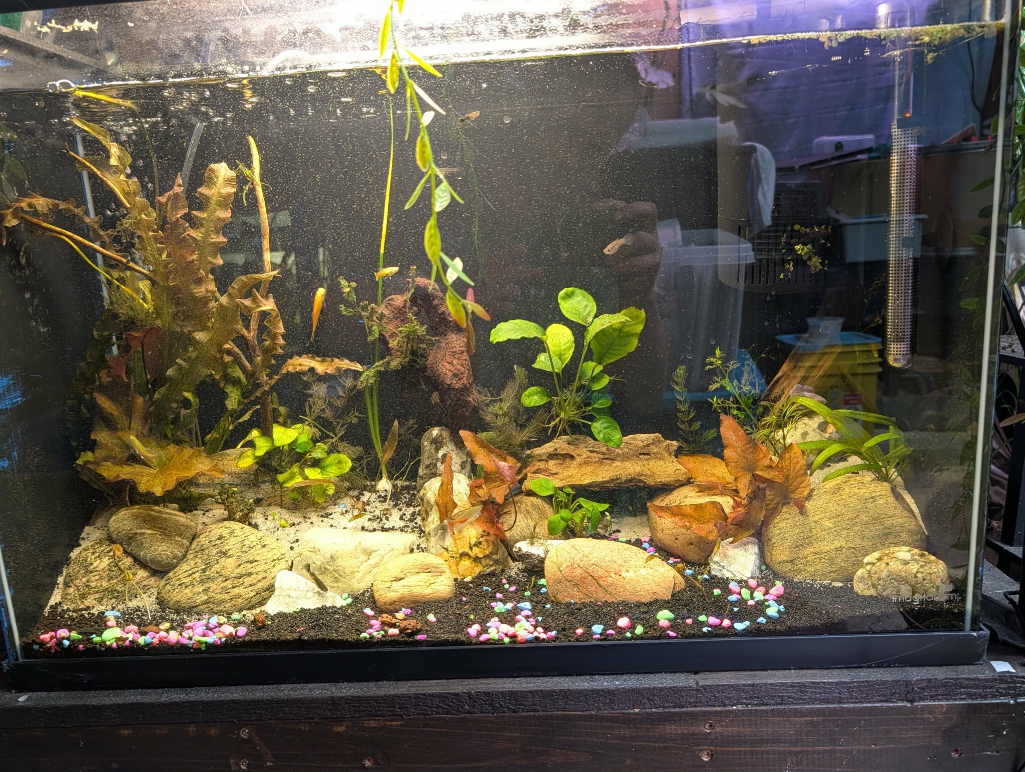 Aquatic Setup - 10 Gallon