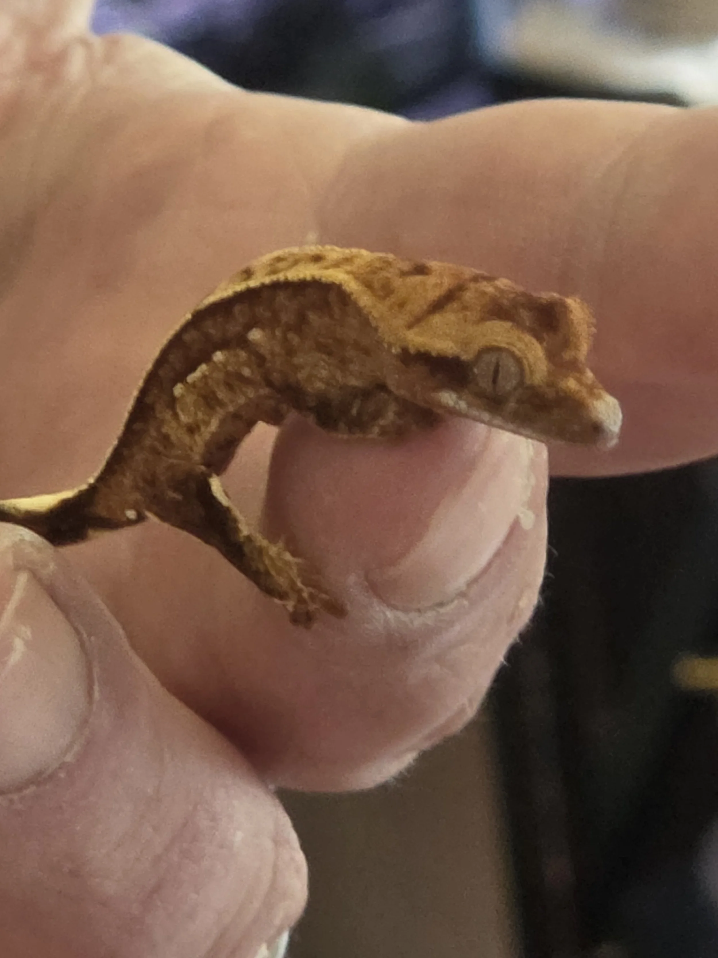 Close-up of a crested geckois head held between fingers, showing its scales and eyes.