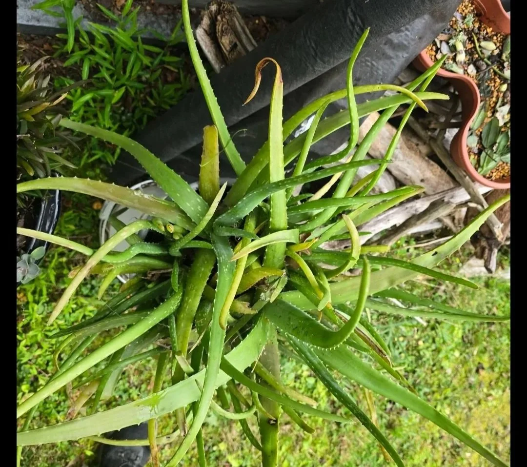 Close-up of a green aloe vera plant with long, spiky, succulent leaves, some with serrated edges, growing outdoors in a garden setting.