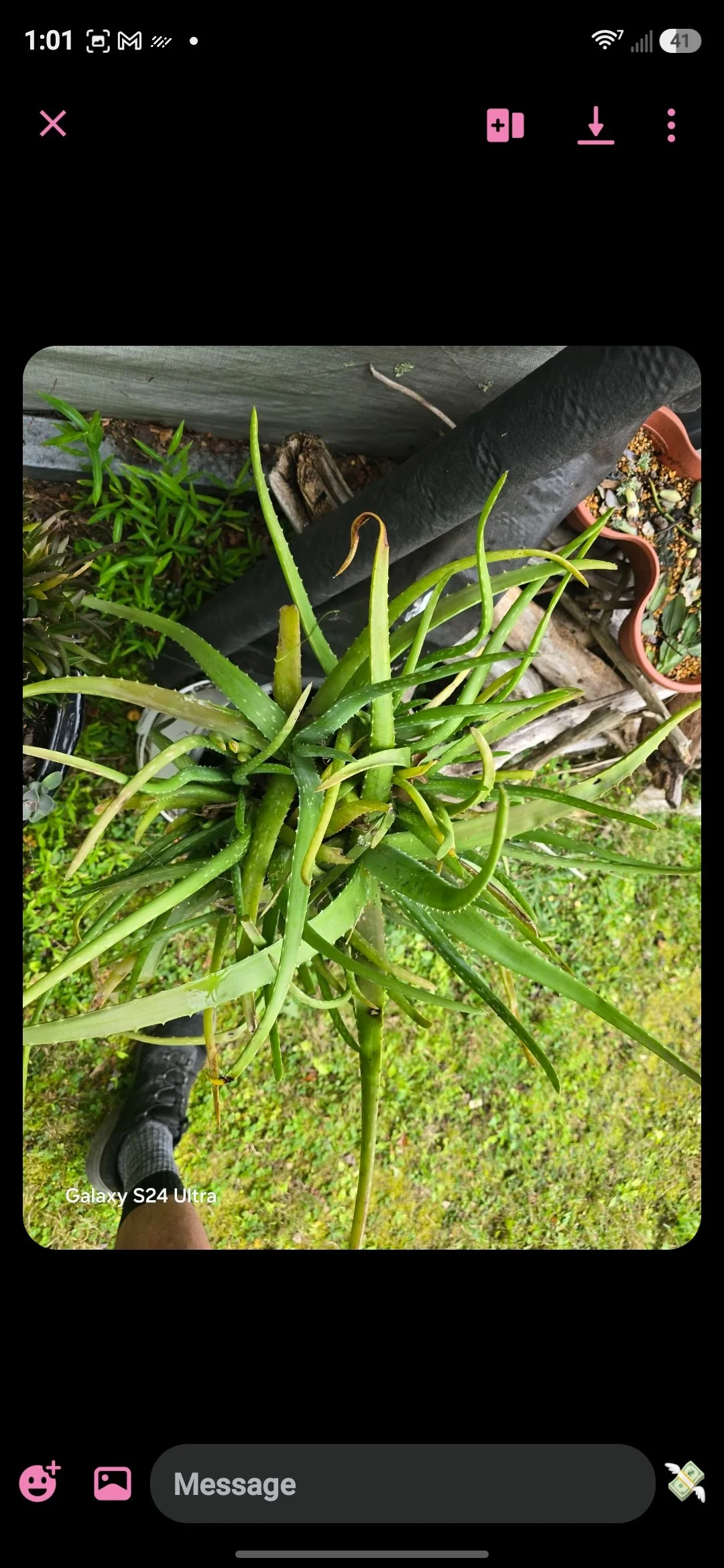 Healing Aloe Vera Plant (Start in 4 inch pot)