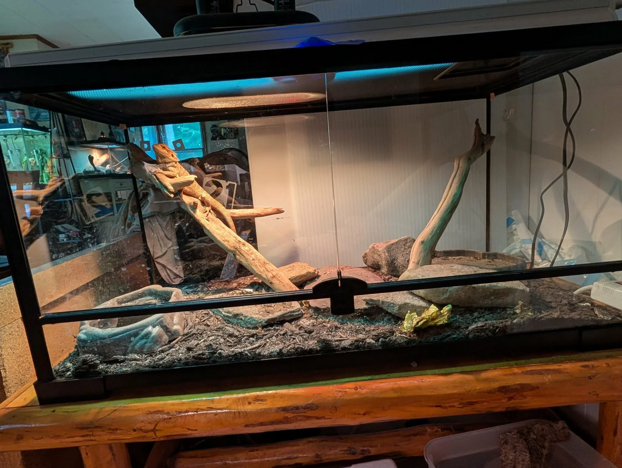 Reptile Enclosure - 40 Gallon (Desert Environment)