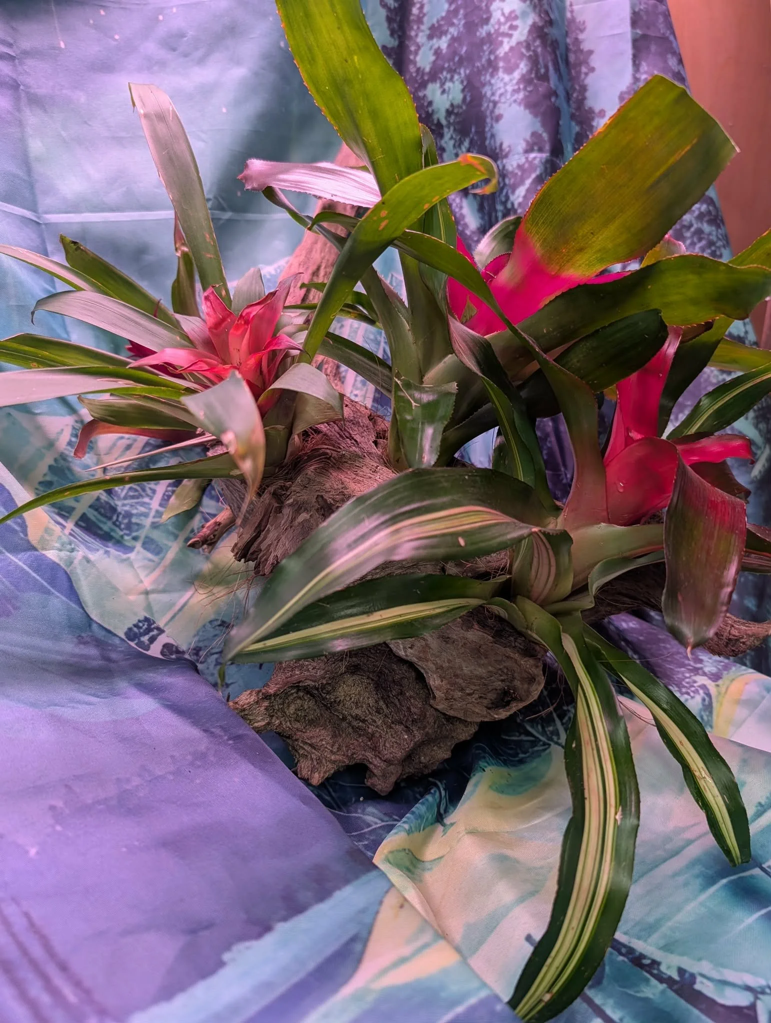 A tropical plant with green and pink leaves, growing on a textured branch, surrounded by colorful wrapping paper or fabric.