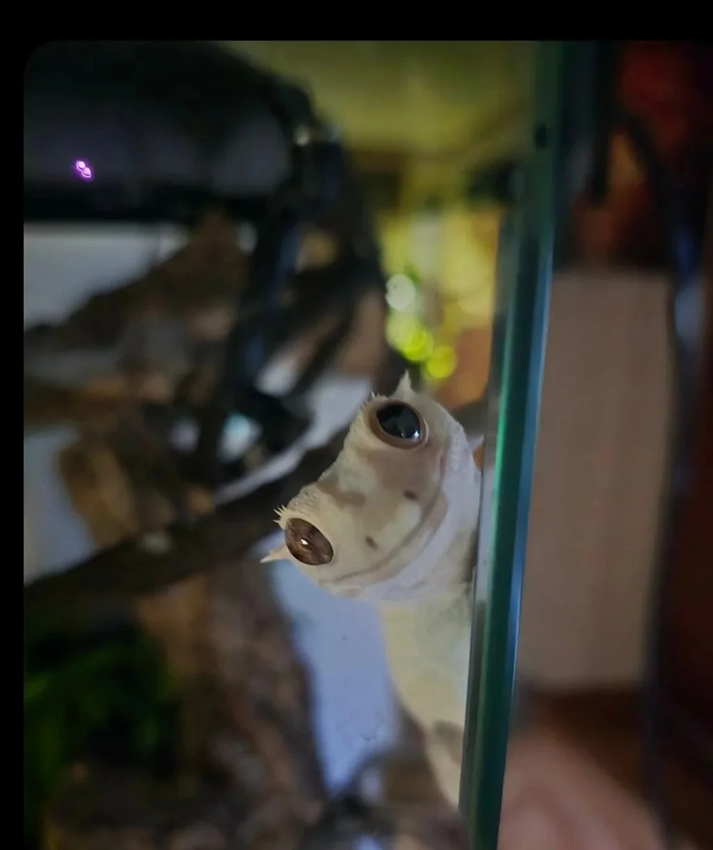 Close-up of a gecko behind a glass enclosure, with a blurred background.
