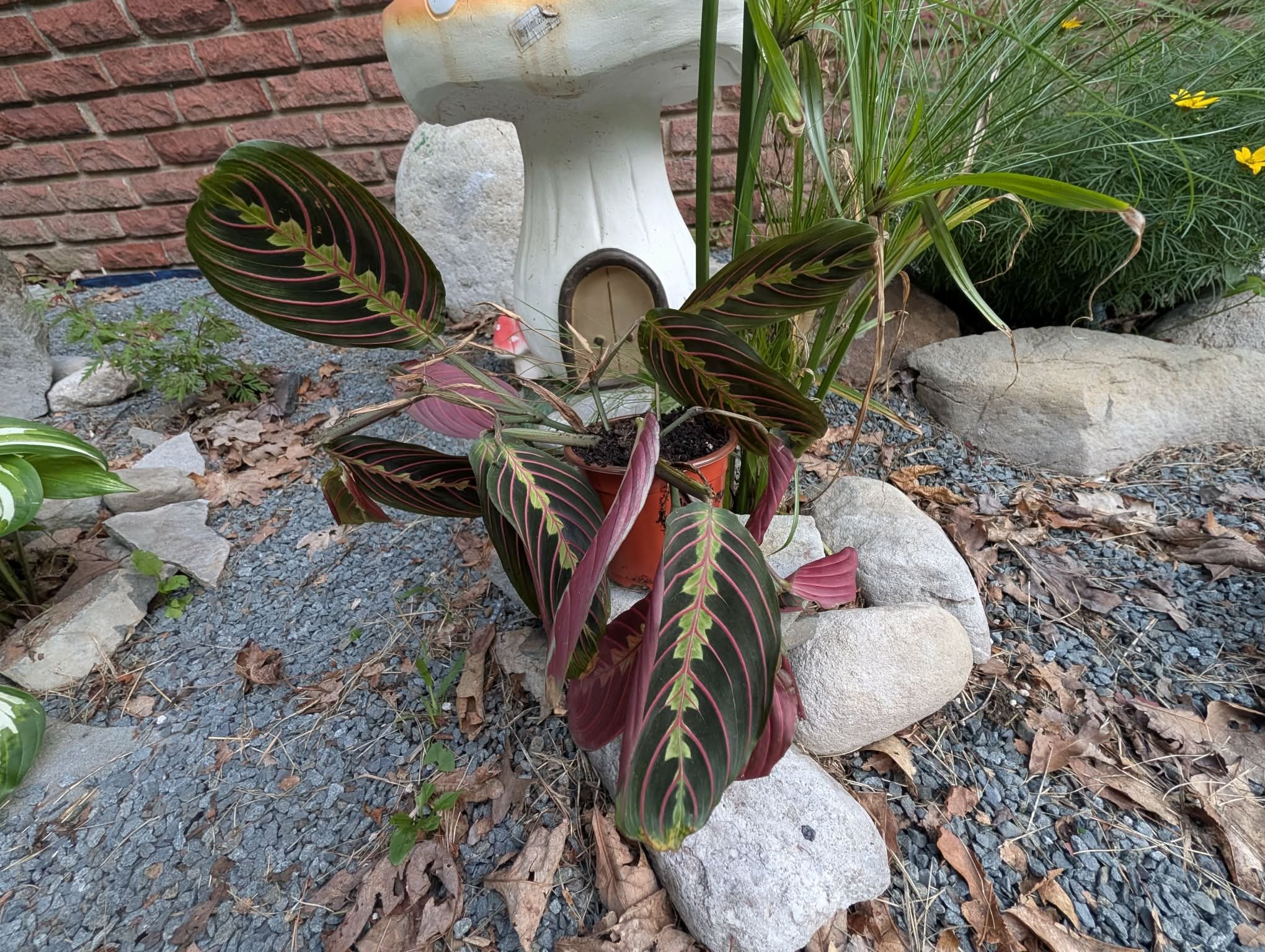 Prayer Plant - Botanical Name "Maranta Leuconeura"  (Start sold in 4 inch pot)
