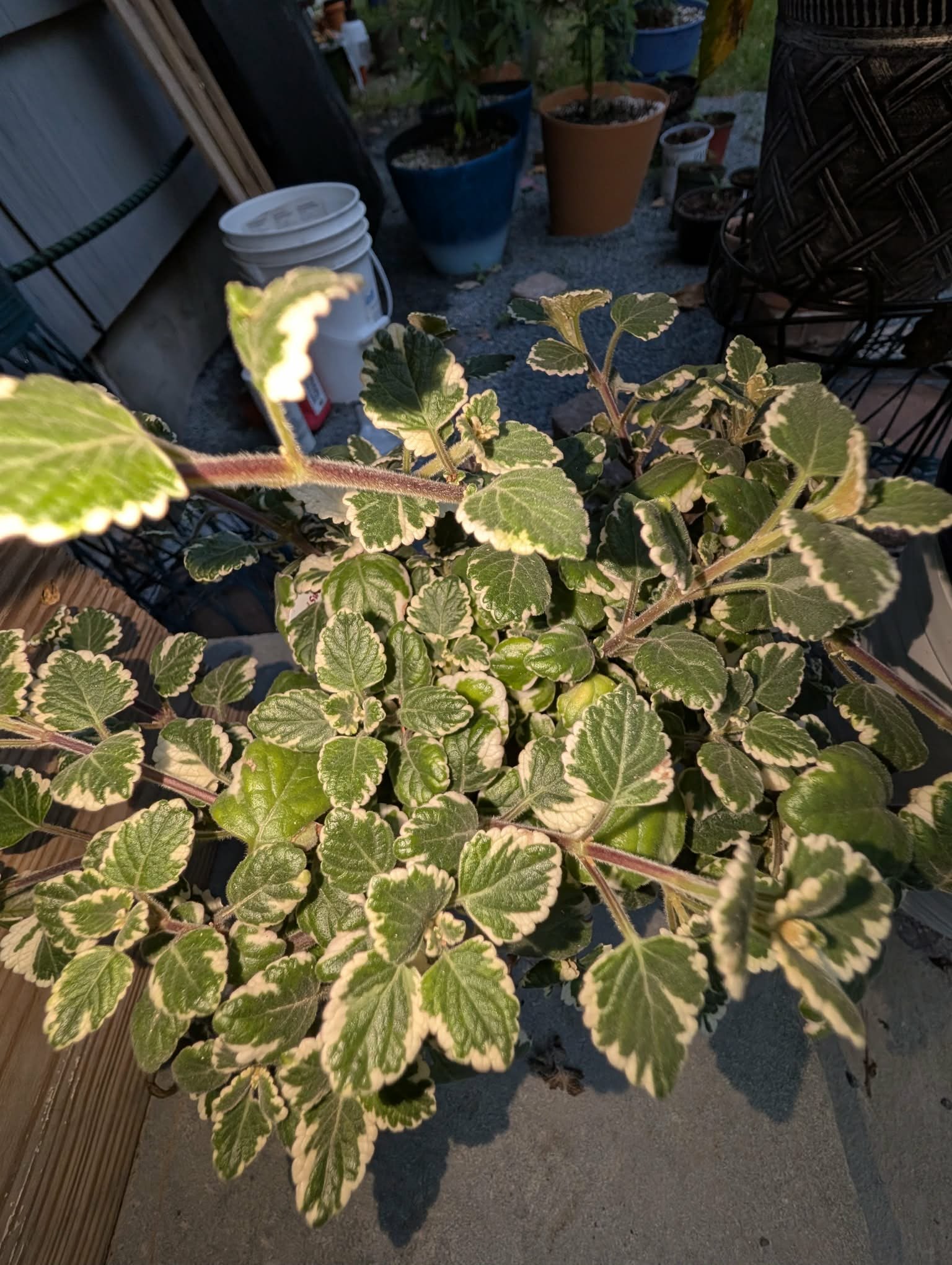 Variegated Vicks Ivy - Botanical Name "Plectranthus Tometosa" (Start sold in 4 inch pot)