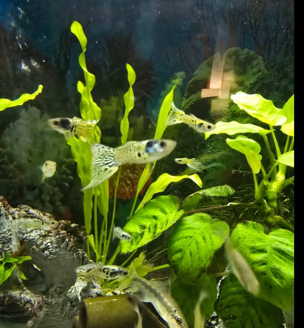Underwater scene with various small fish swimming among green aquatic plants and rocks.