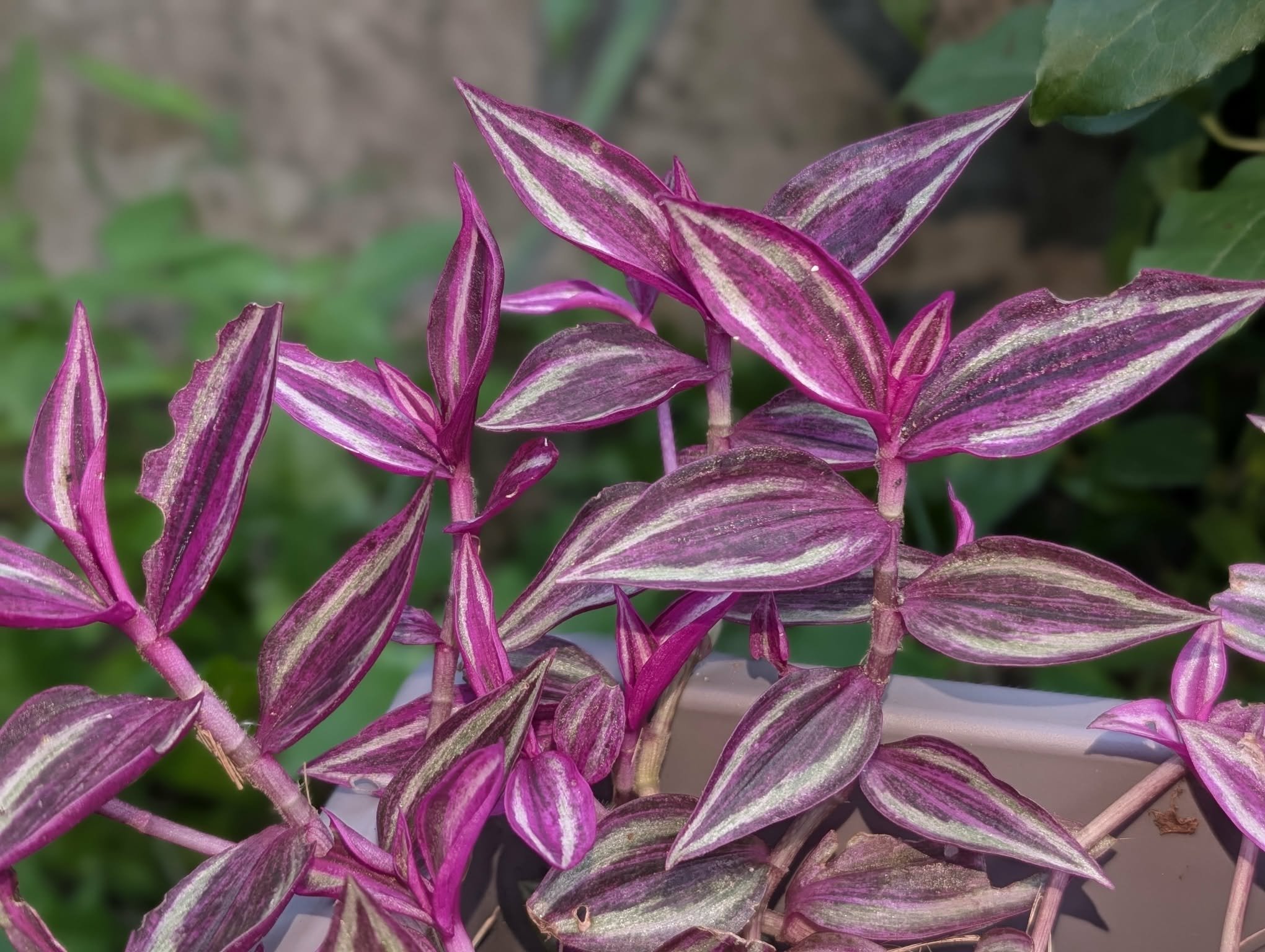 Wandering Dude - Botanical Name "Tradescantia Zebrina" (Sold as a start in 4 inch pot)