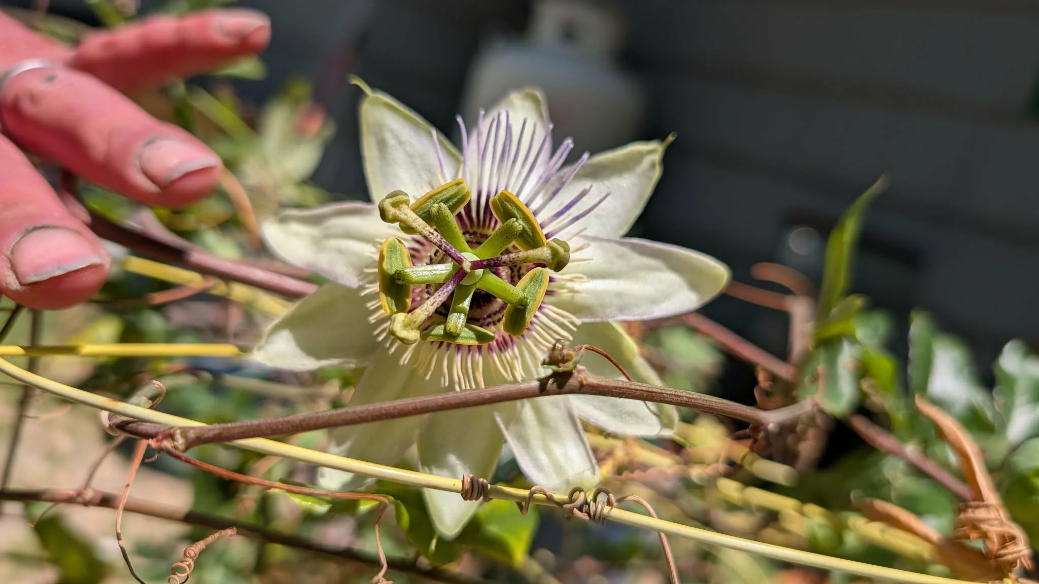 Close-up of a passionflower with intricate white and purple petals and green reproductive structures, surrounded by intertwining vines.