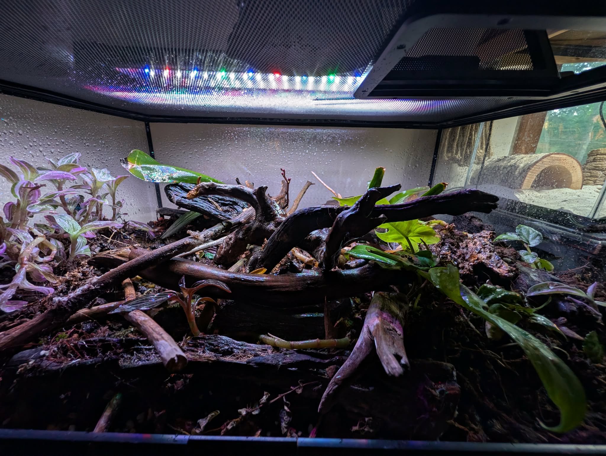 Reptile Enclosure - 29 Gallon (Tropical Environment)