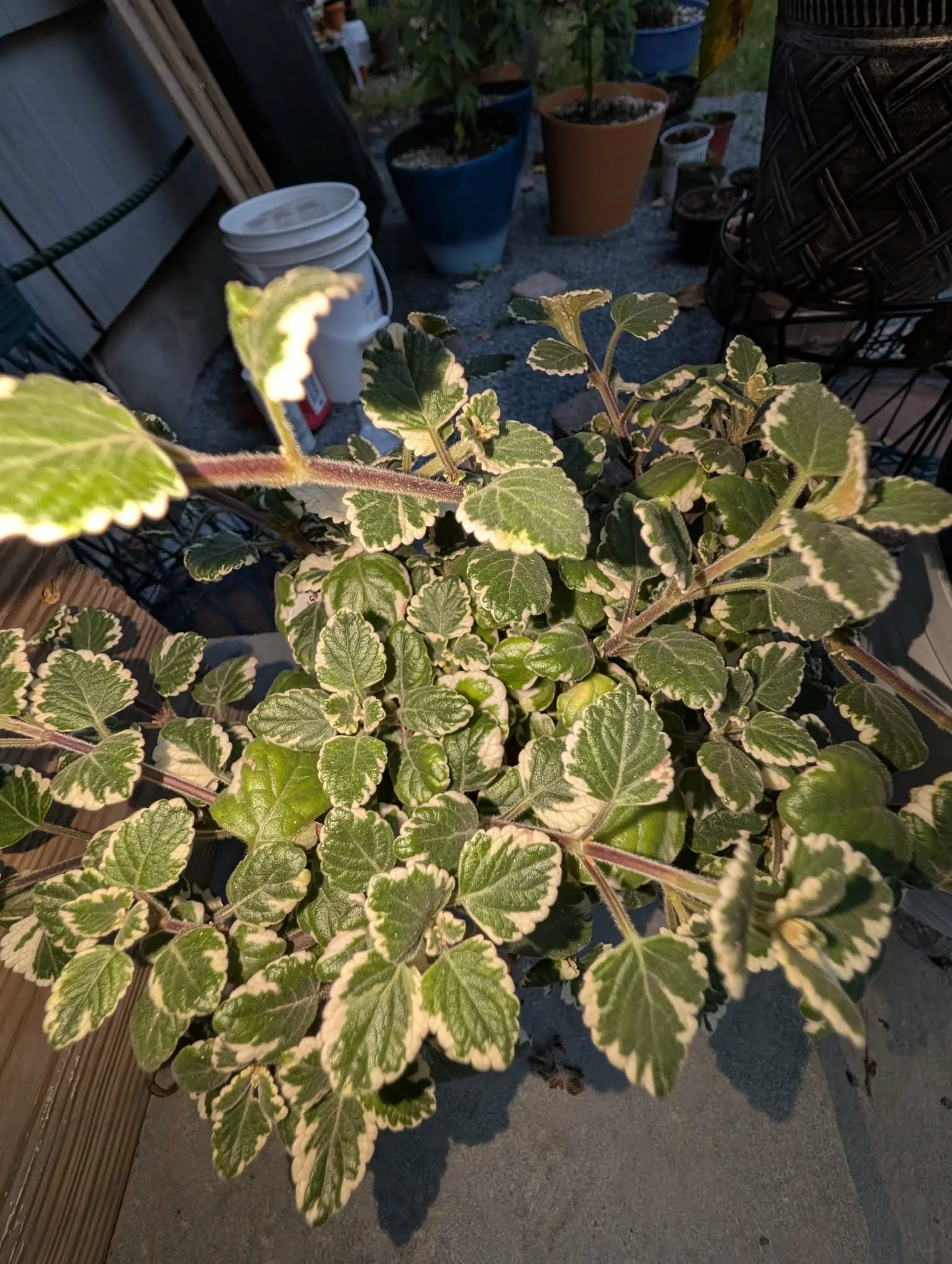 A variegated plant with green and cream-colored leaves with reddish stems, situated outdoors on a concrete surface, surrounded by potted plants and garden items.