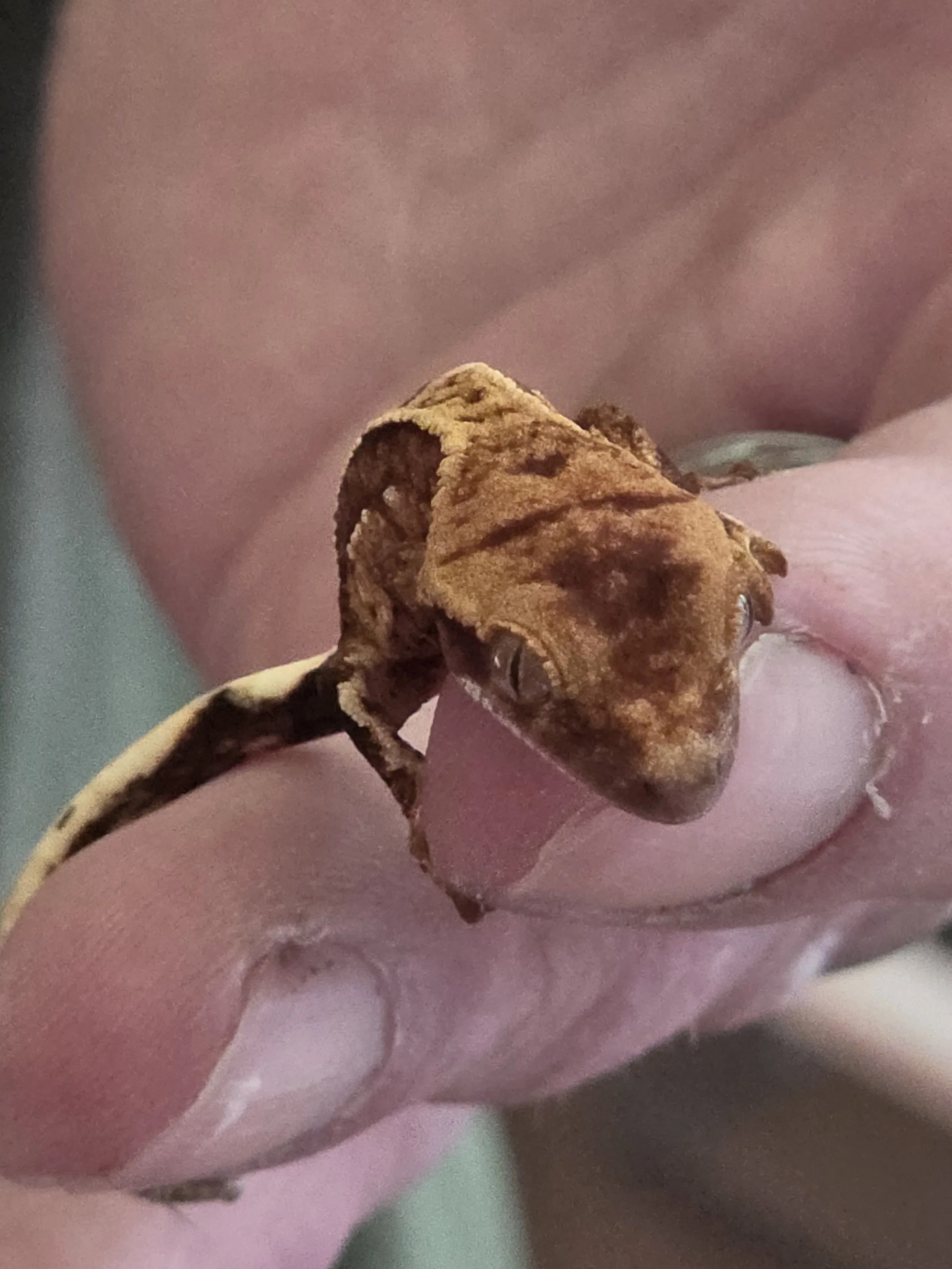 Close-up of baby Crested Gecko