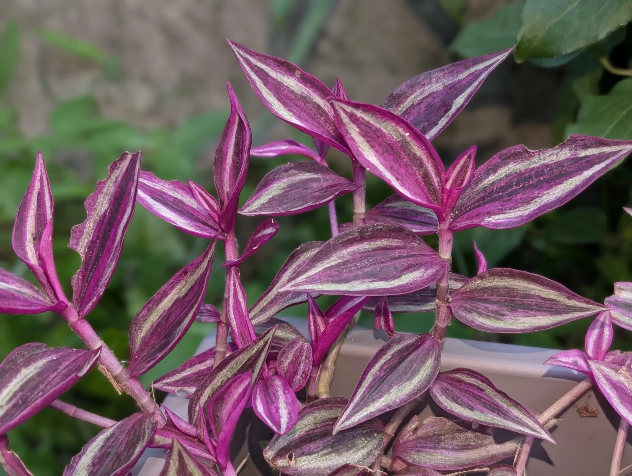 Close-up of a plant with vibrant purple and white striped leaves.
