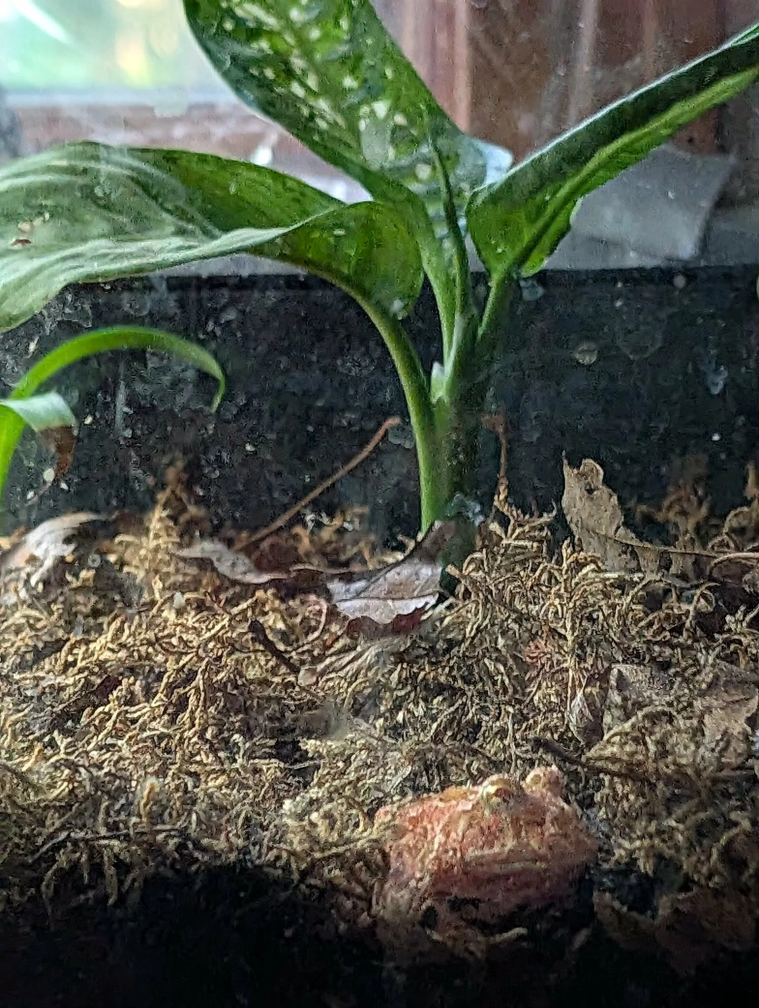 Amphibian Enclosure - 5 Gallon