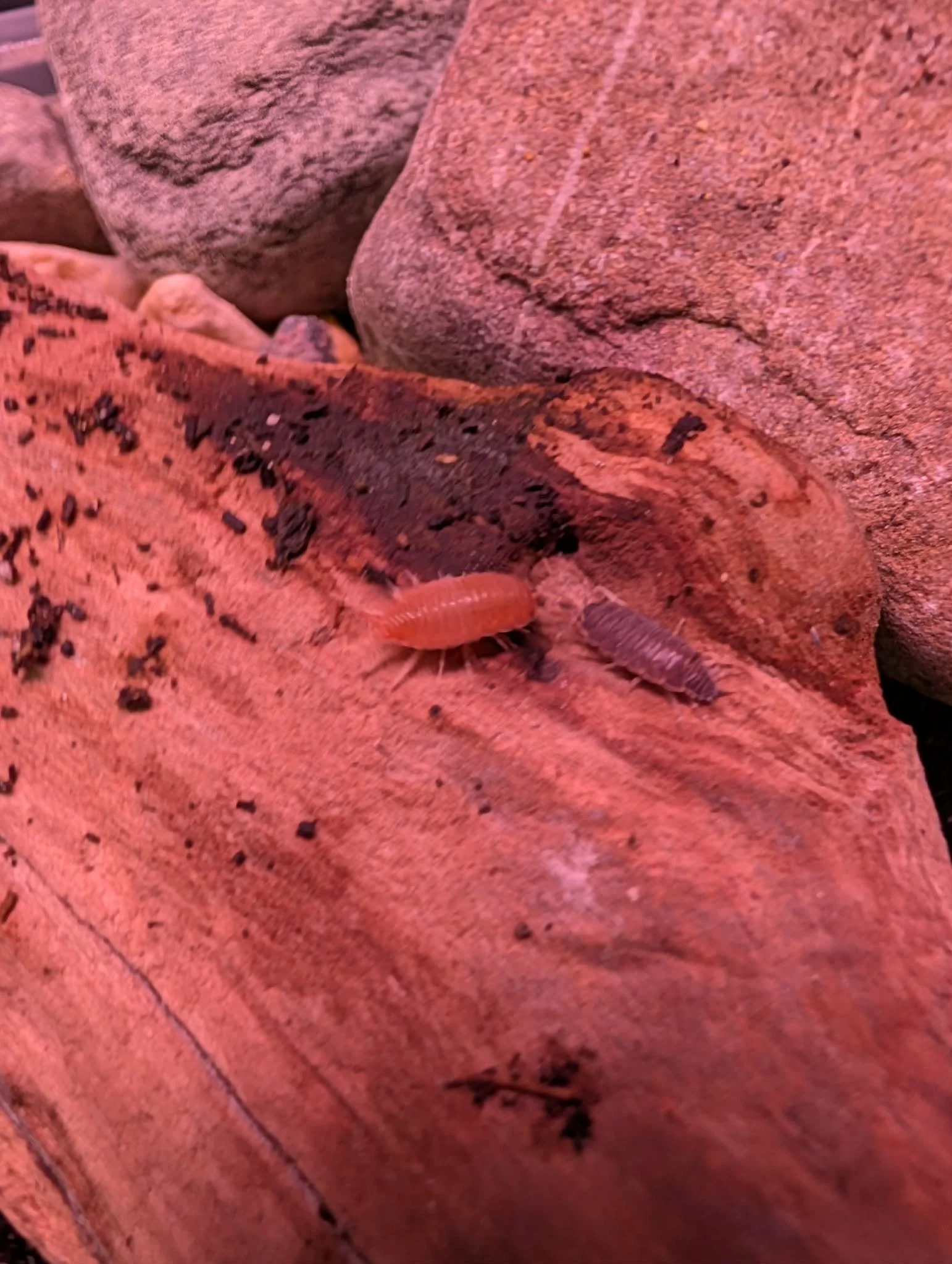 Live Isopods