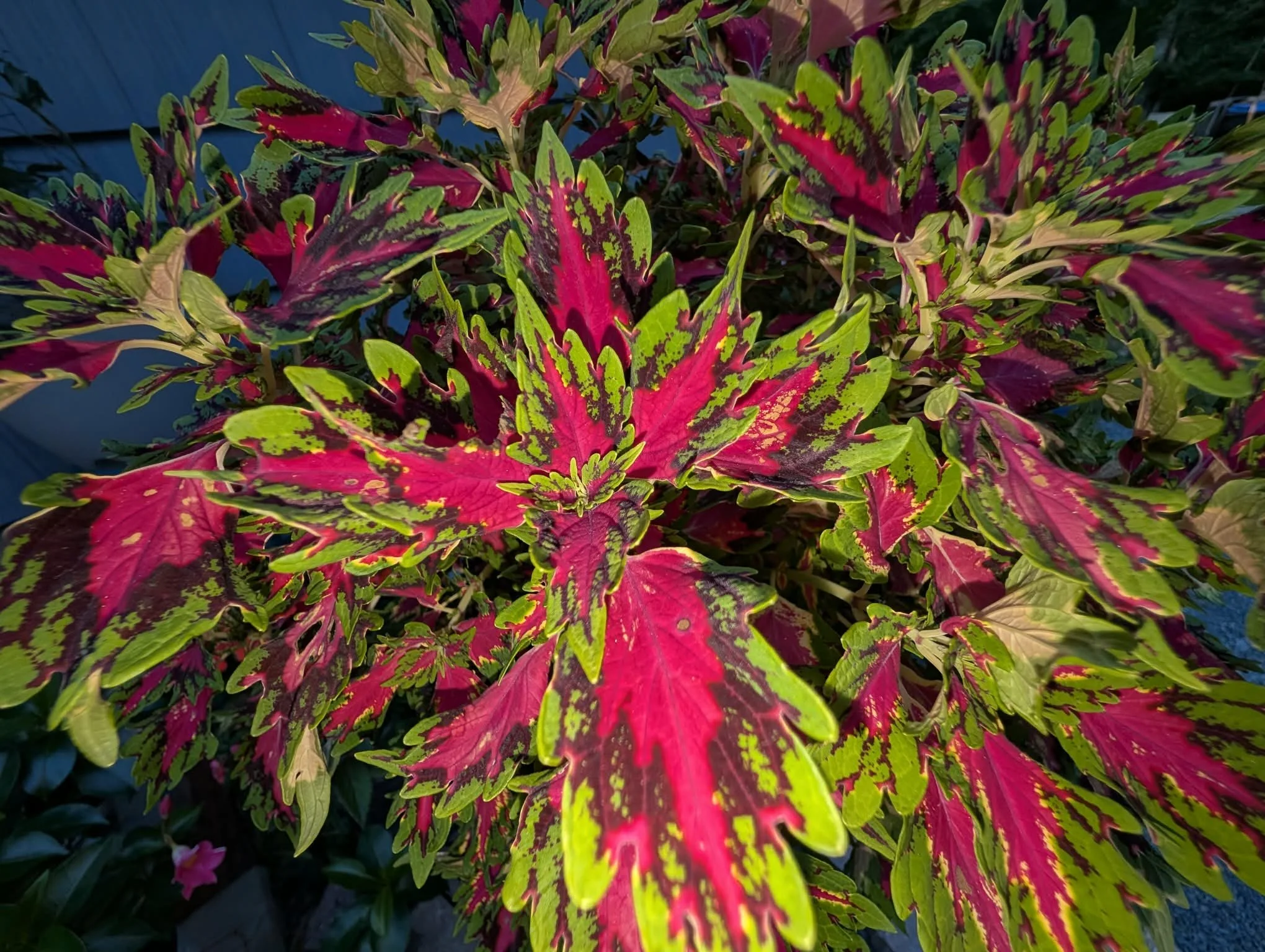 Colorful foliage with multicolored leaves in shades of red, green, yellow, and purple.