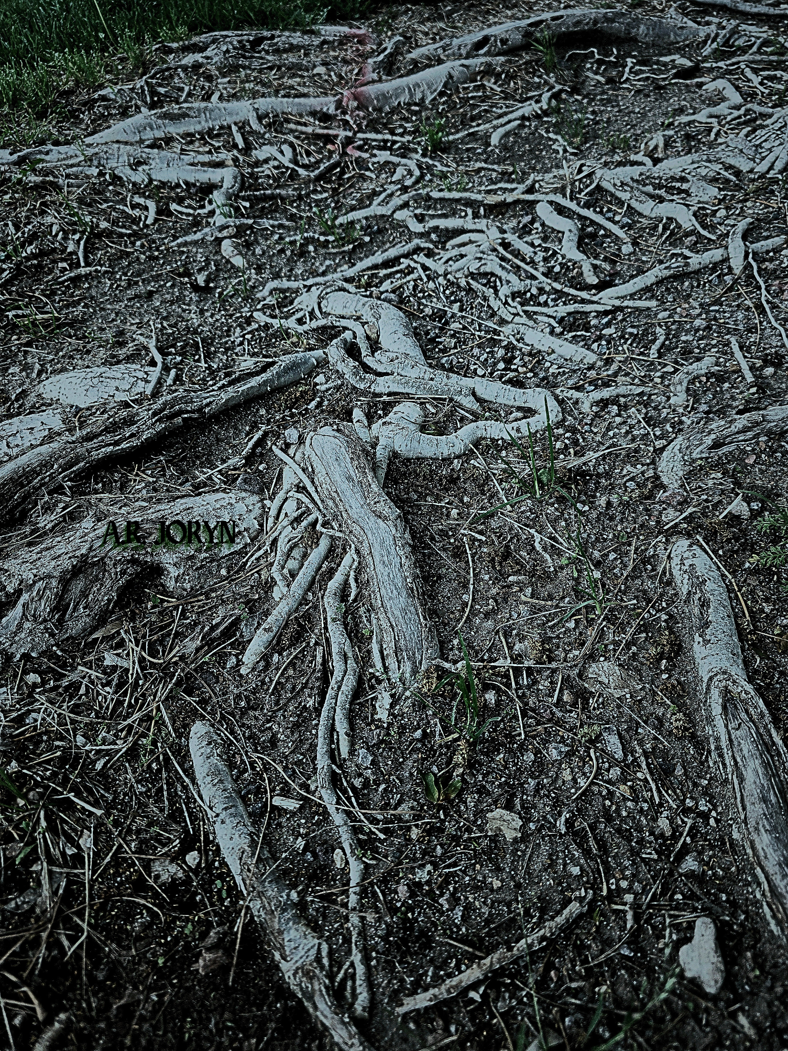 Close-up of burnt and charred tree roots and soil with some green grass.