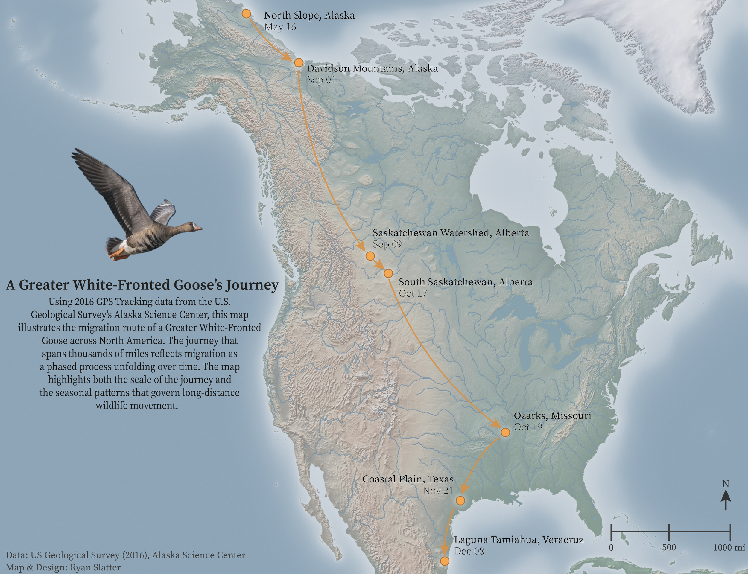 Greater White-Fronted Goose Migration