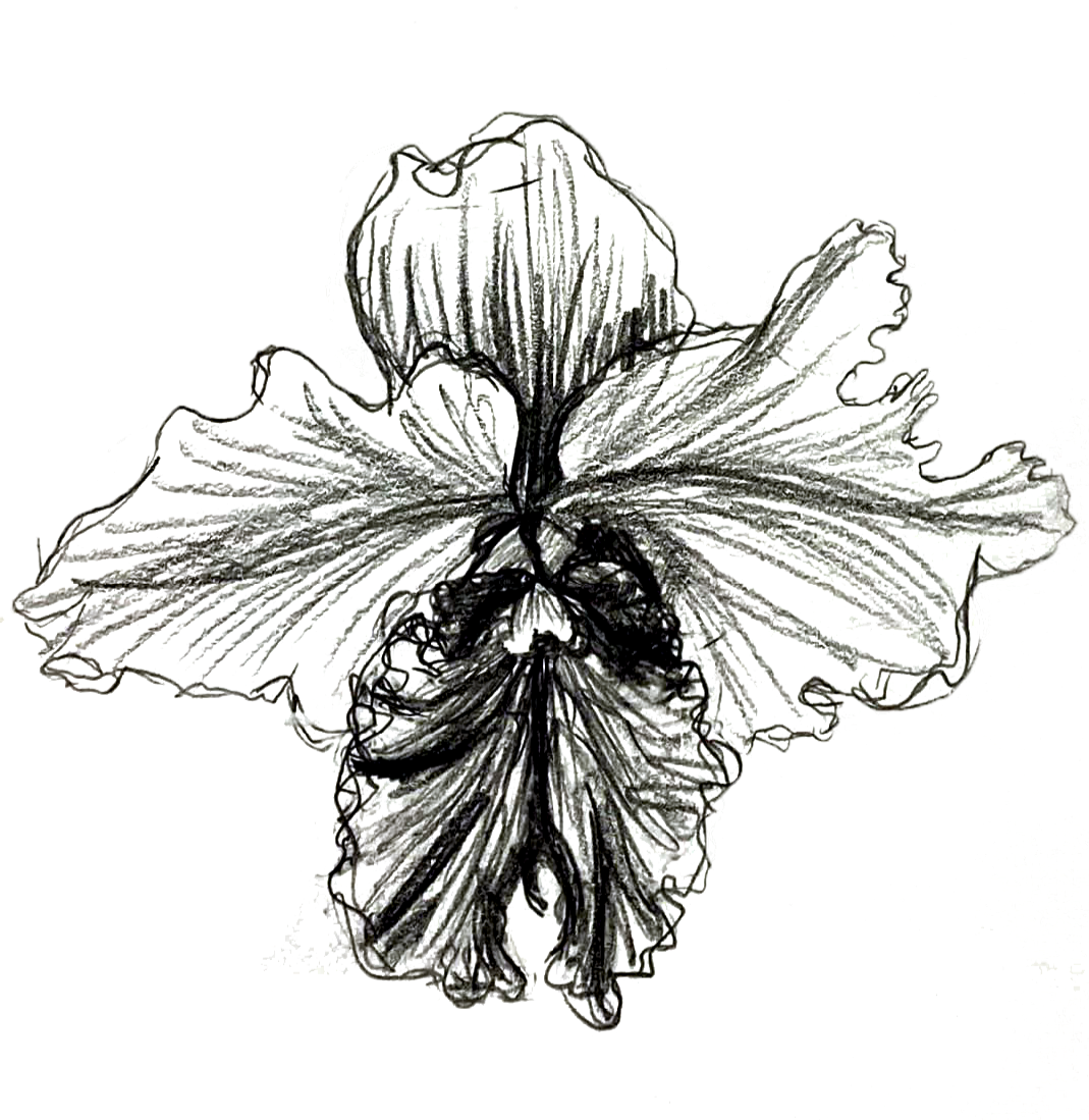 denver+botanic+gardens_inspiration+drawing_orchid_02.png