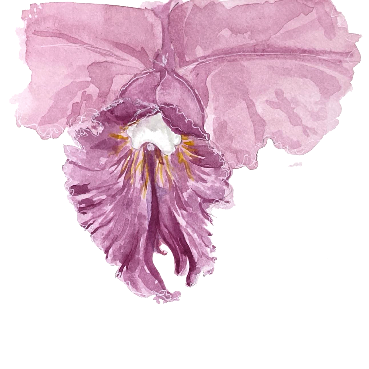 denver+botanic+gardens_inspiration+painting_orchid_01.png