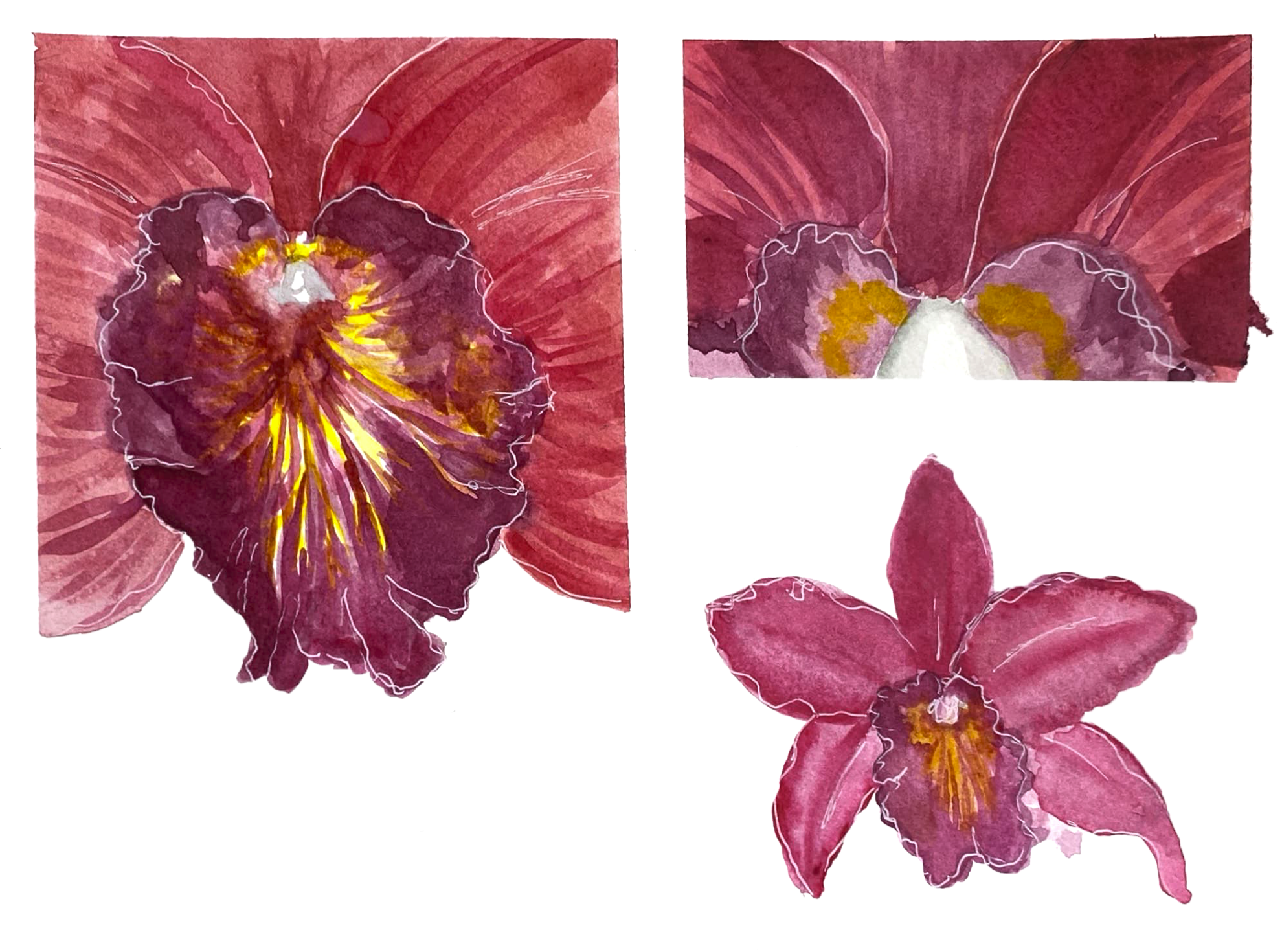 denver+botanic+gardens_inspiration+painting_orchid_02.png