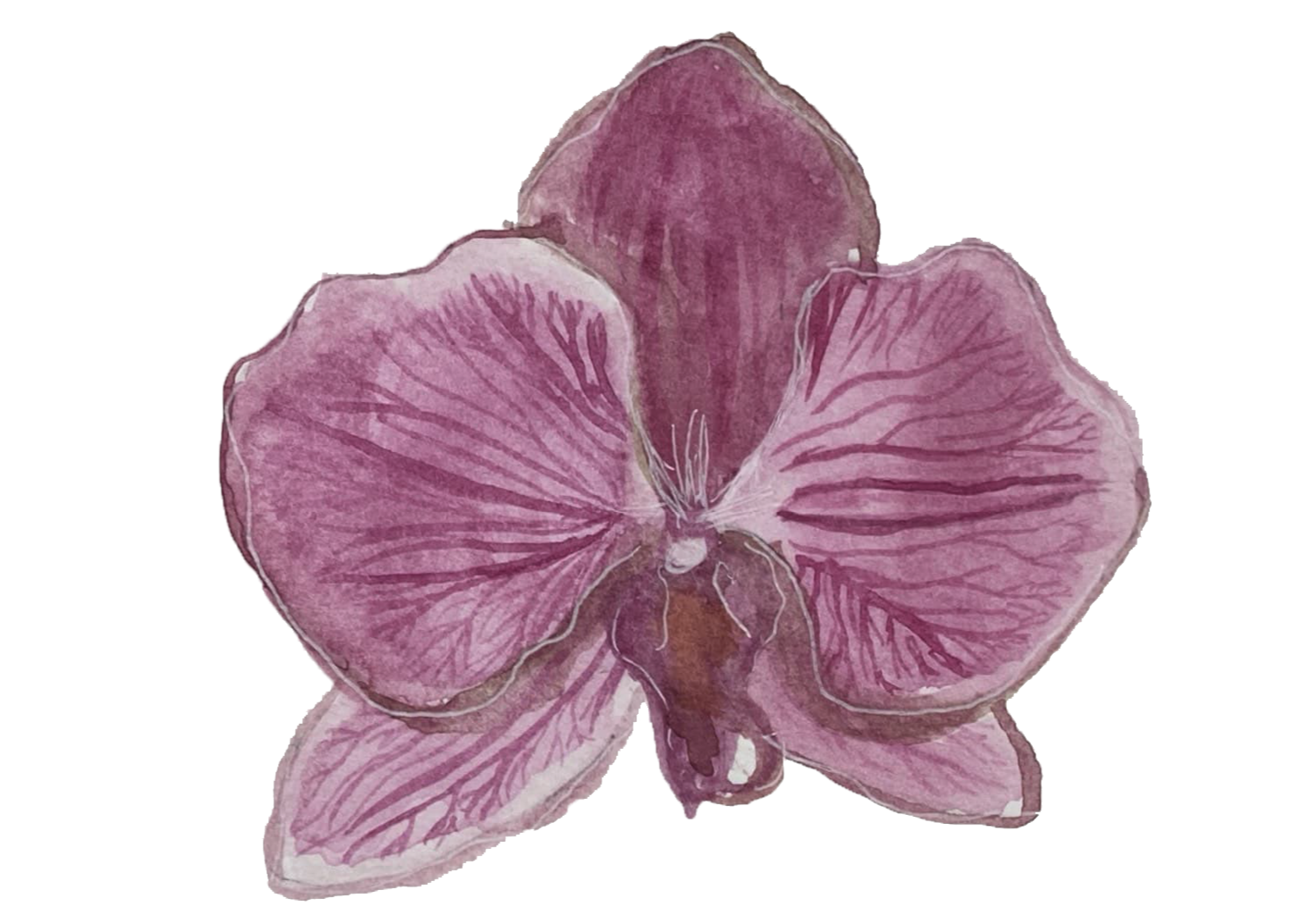 denver+botanic+gardens_inspiration+painting_orchid_03.png