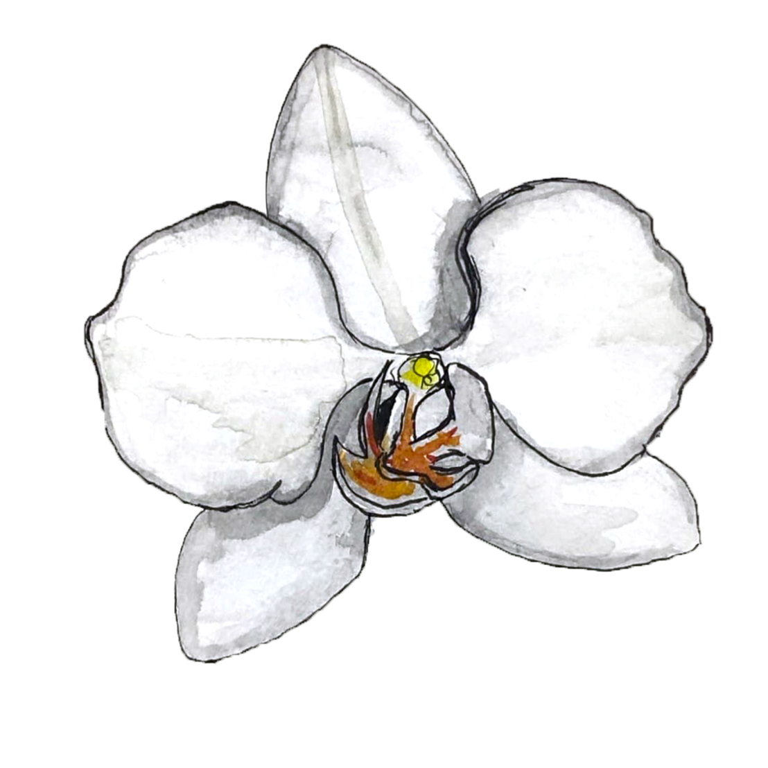 denver+botanic+gardens_inspiration+painting_orchid_04.png