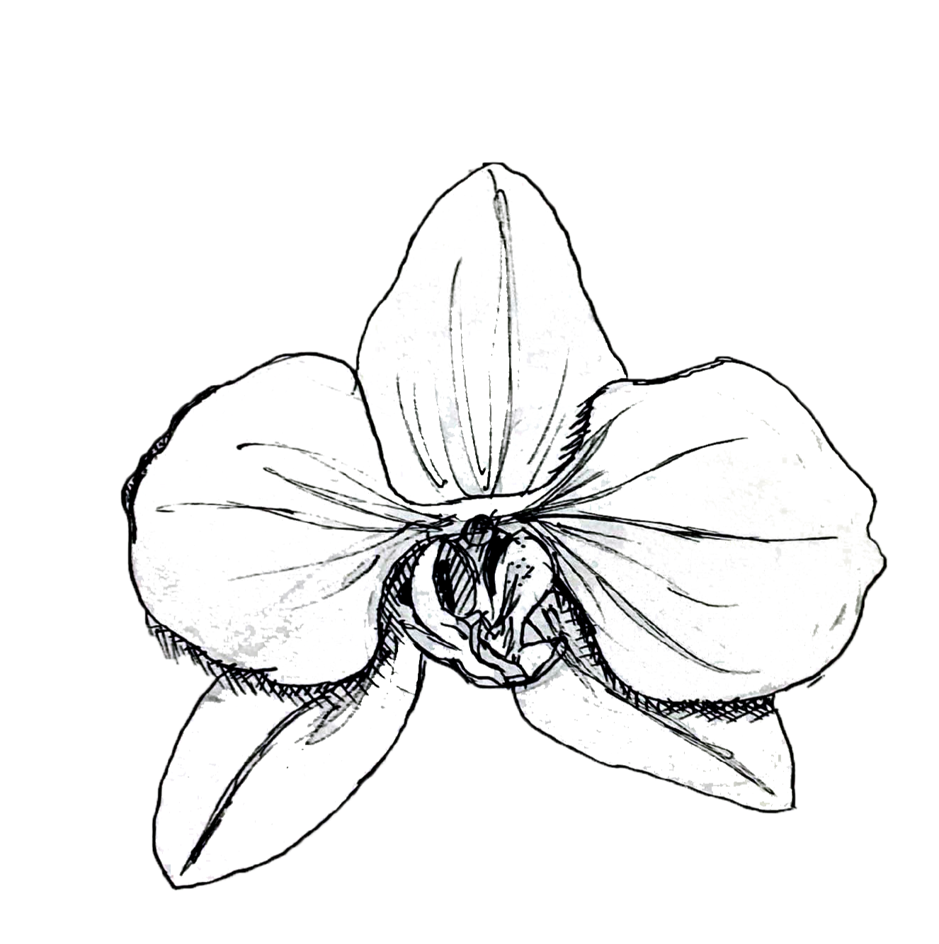 denver+botanic+gardens_inspiration+drawing_orchid_01.png