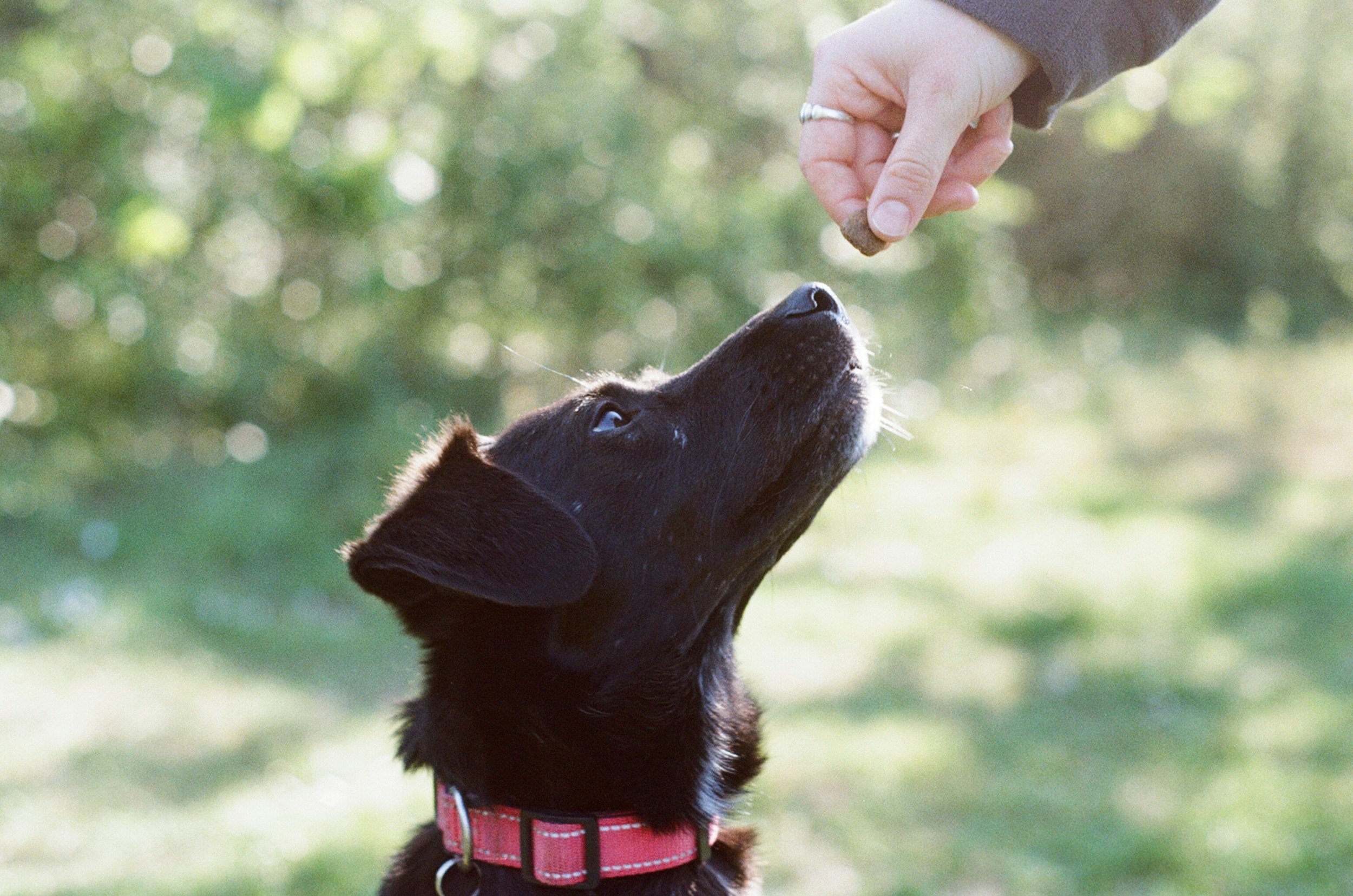 A brown puppy wearing a red harness receiving a treat from a person with a ring on their finger outdoors with green blurred background.