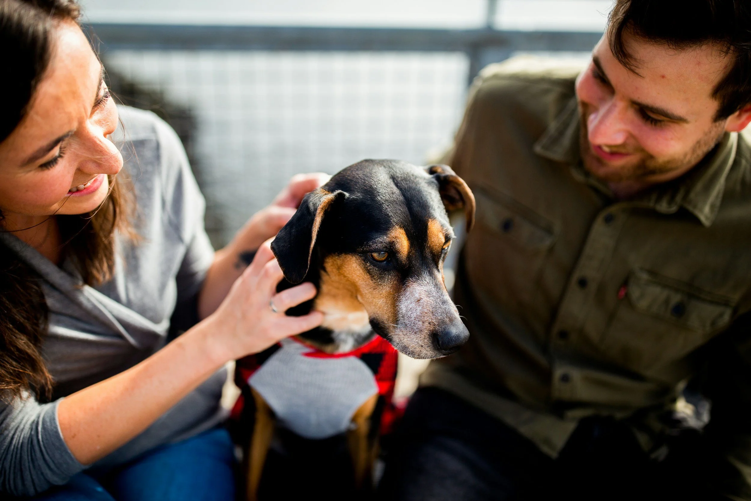 A woman and a man gently pet a black and tan dog inside a building, with a metal fence in the background.