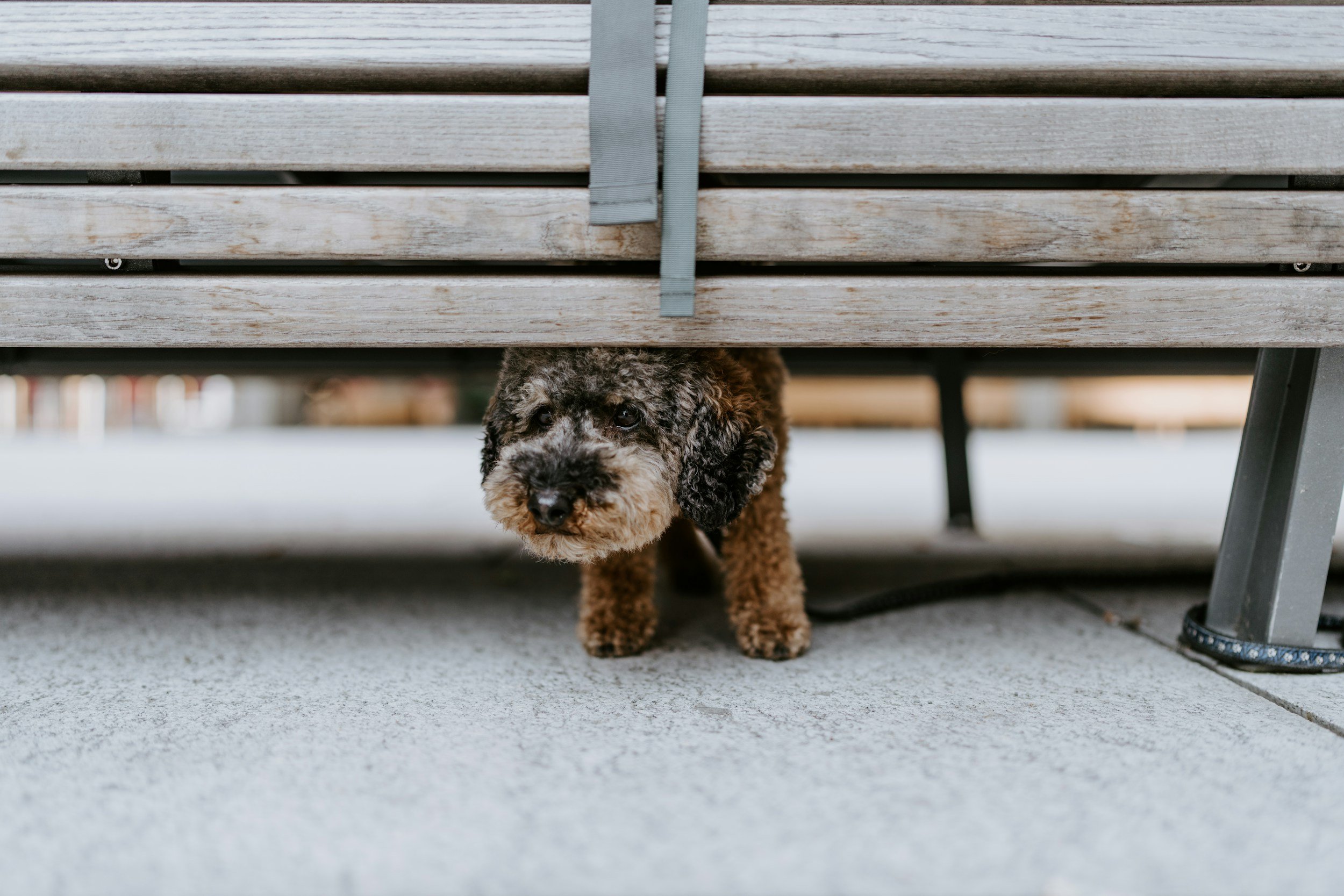 A small curly-haired brown and black dog peeking out from underneath a wooden bench, with only its head and front paws visible.