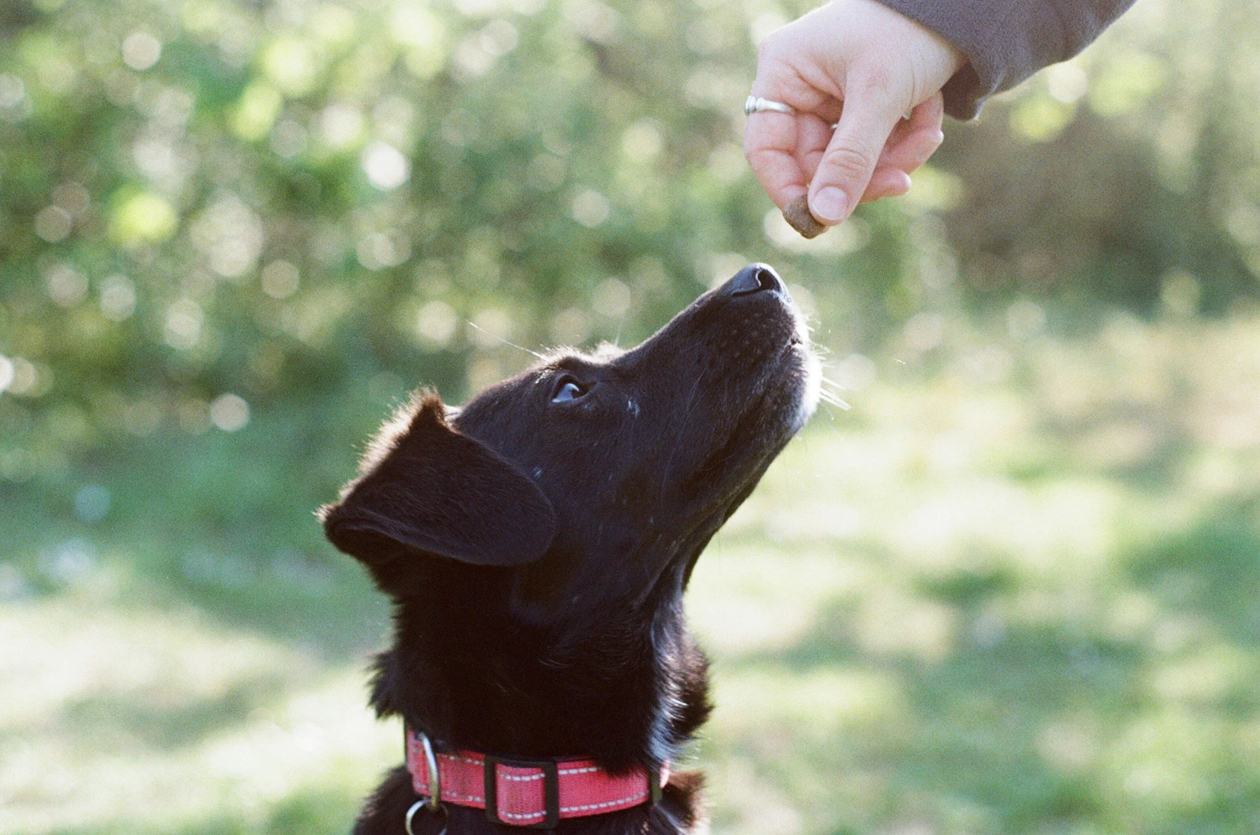 A black puppy with a pink collar reaching up to a person's hand holding a treat, outdoors with a blurred green background.