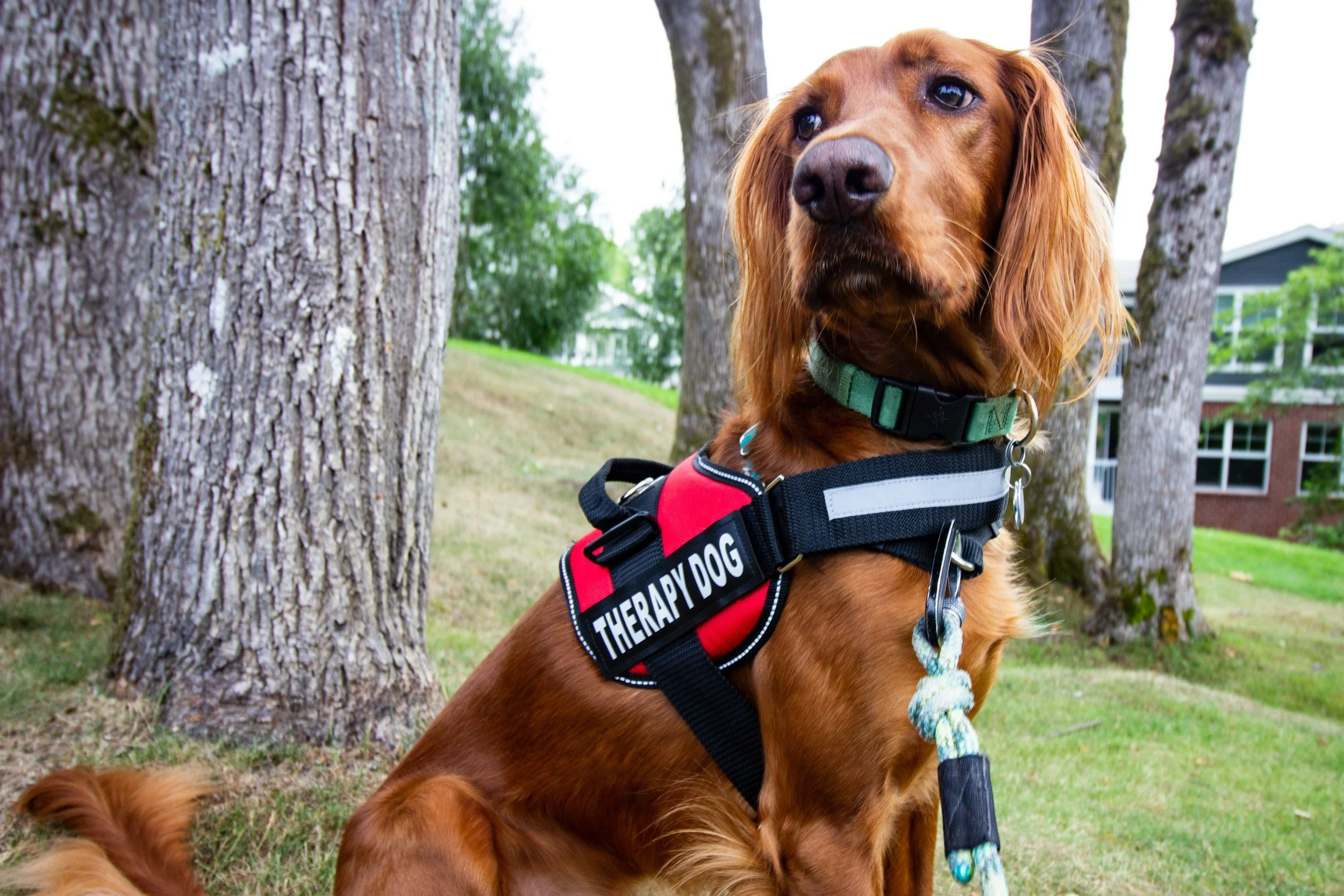 A golden retriever wearing a harness labeled 'THERAPY DOG' sitting outdoors near trees, with a residential building in the background.