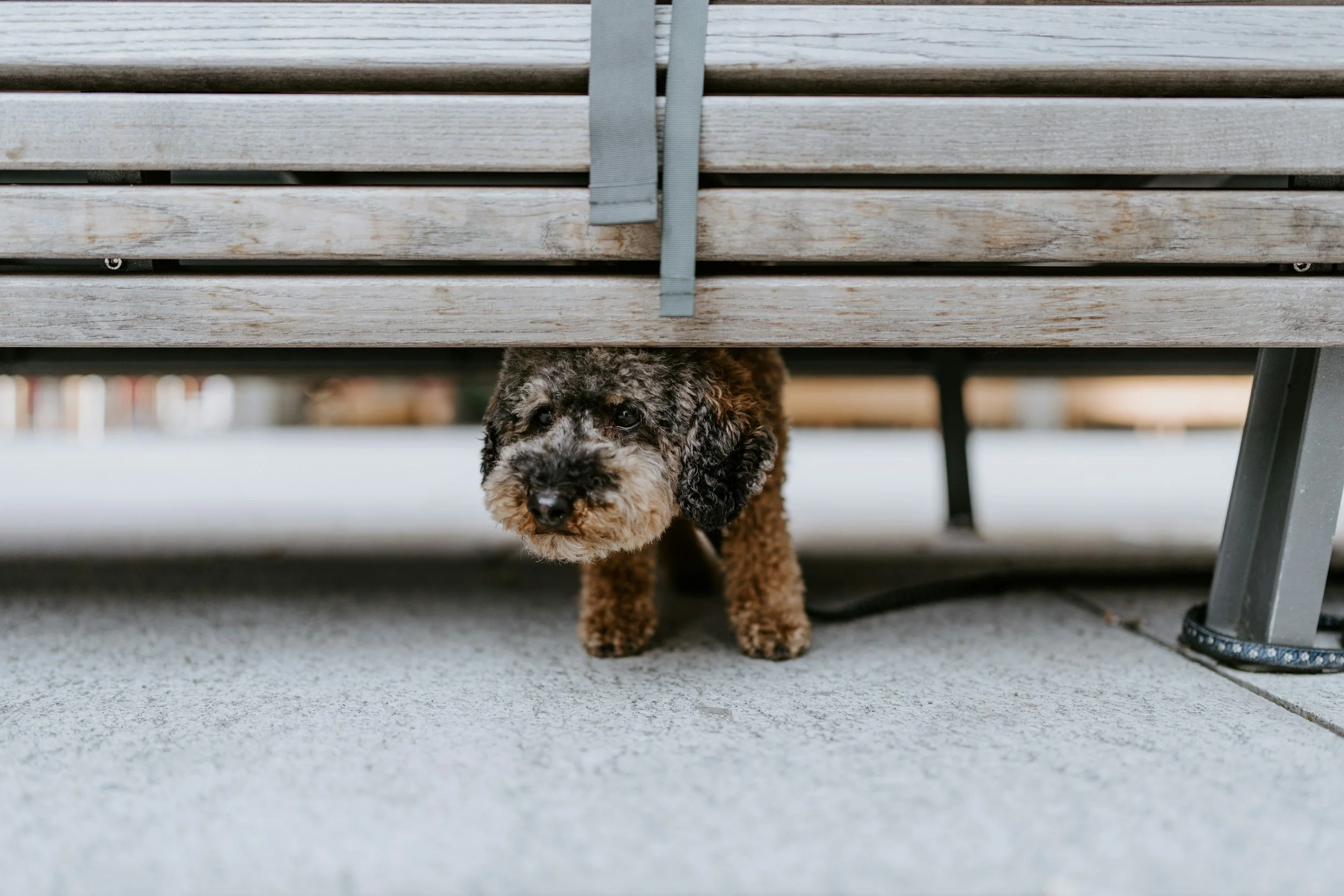 Small curly-haired dog peeking out from under a wooden bench on a concrete patio.