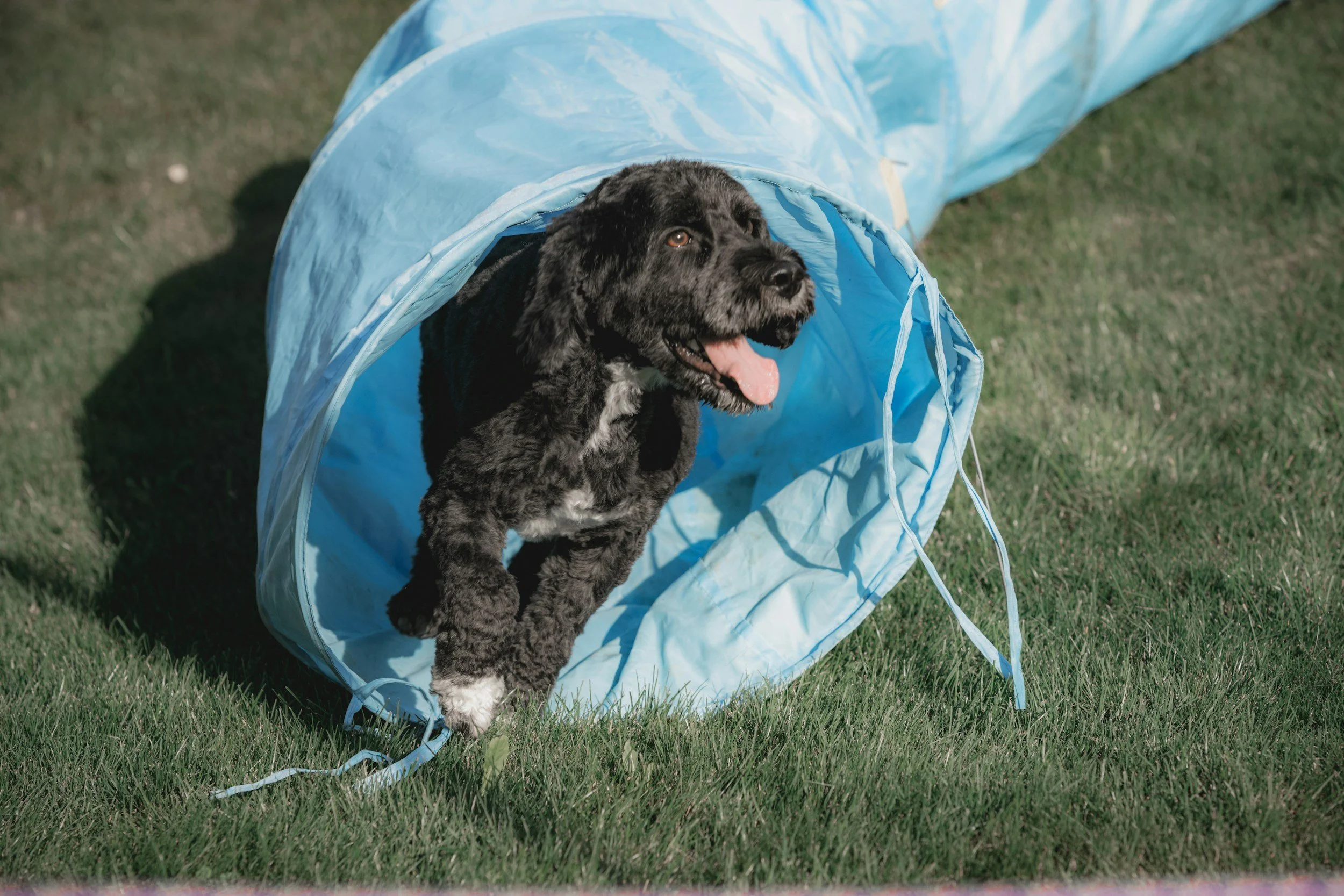 A black and white puppy emerging from a blue fabric tunnel on a grassy field.