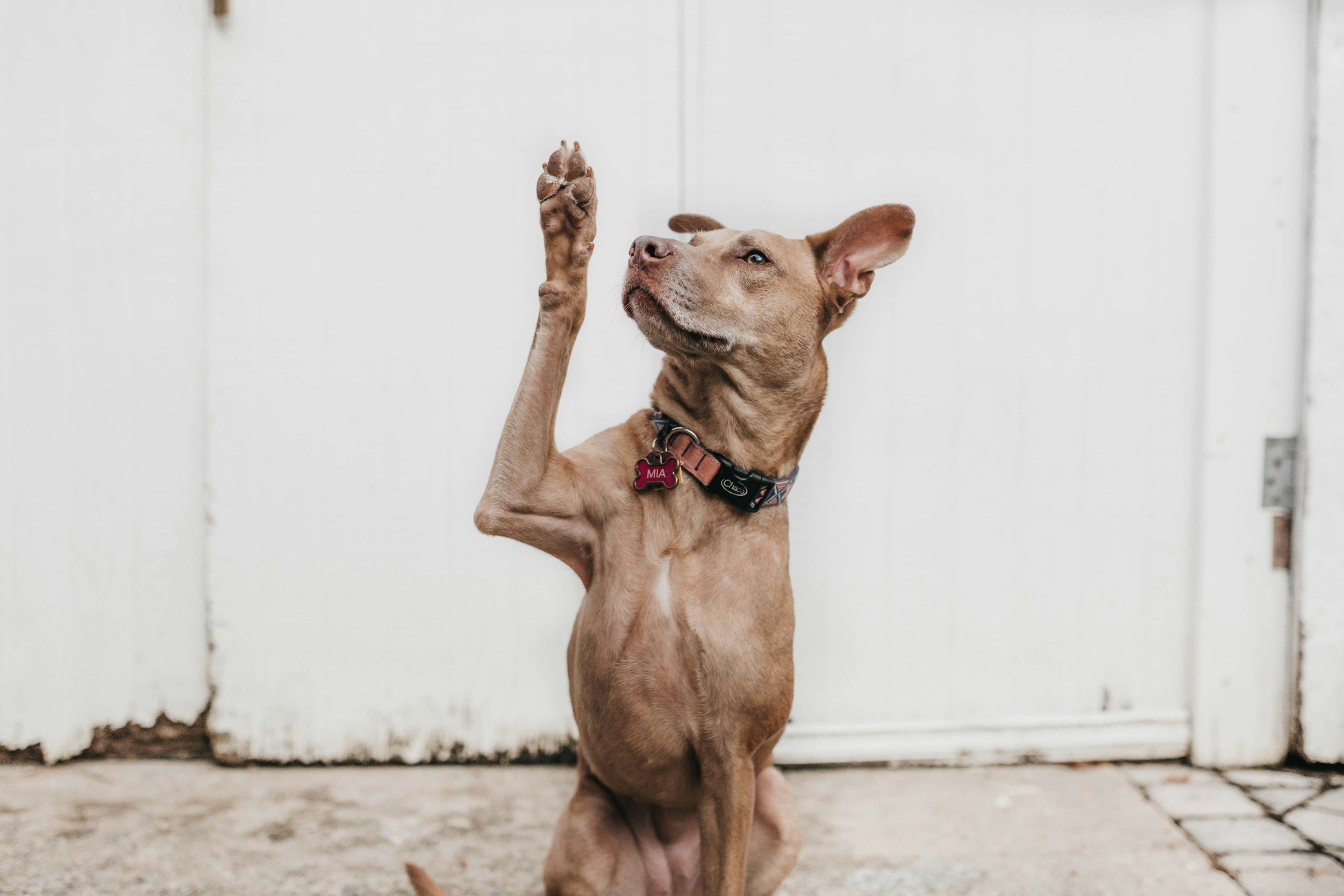 A dog with a brown coat and a pink and black collar, next to a white wall, raising one paw.