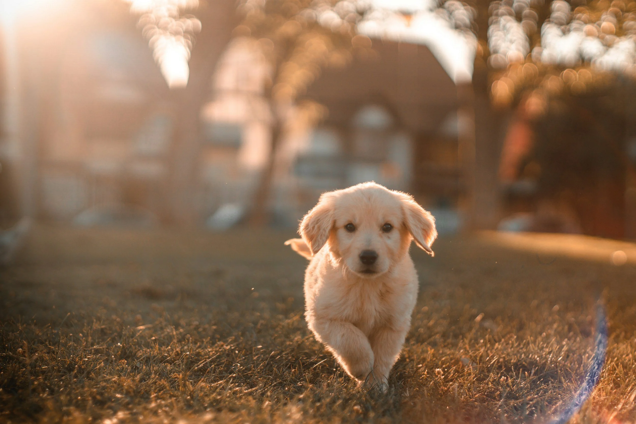 A puppy running on a grassy field during sunset with sunlight creating bokeh effects in the background.