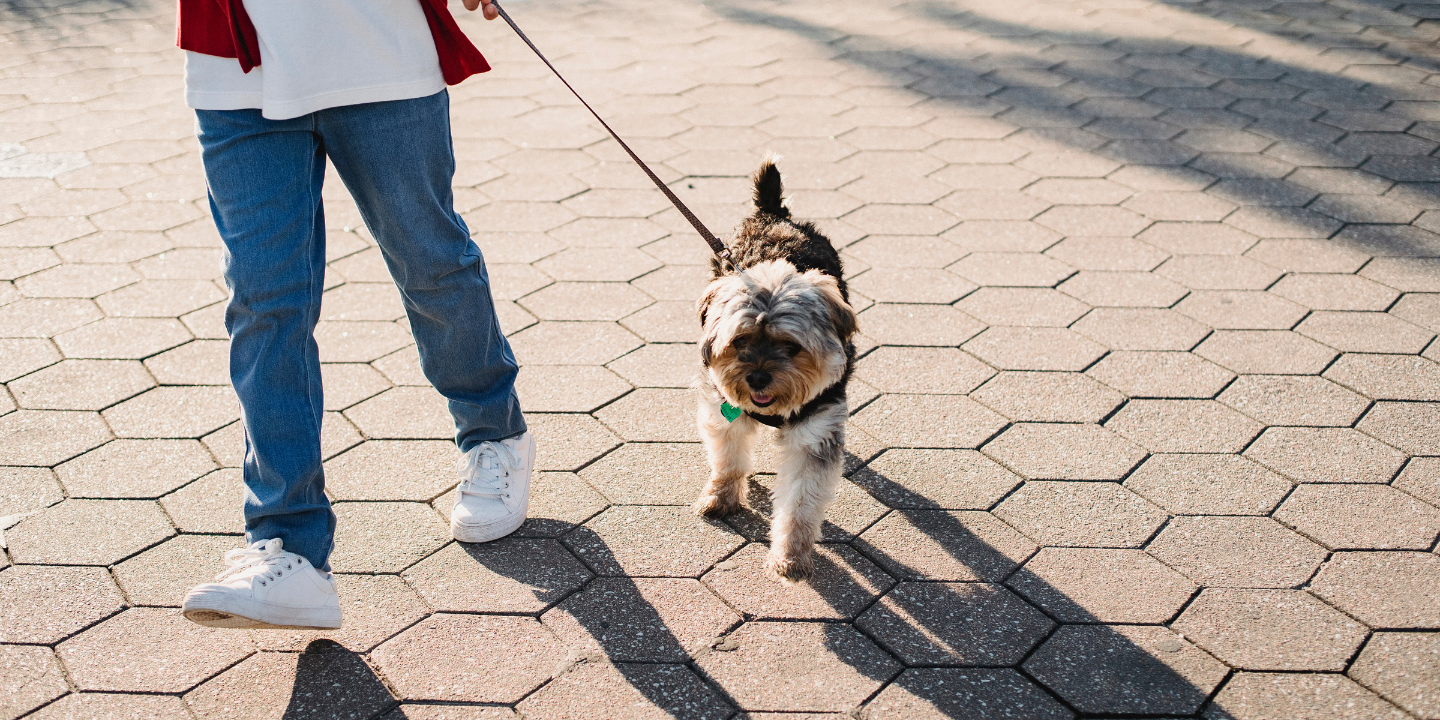 Person walking a small, fluffy dog on a hexagonal tiled sidewalk during the daytime.