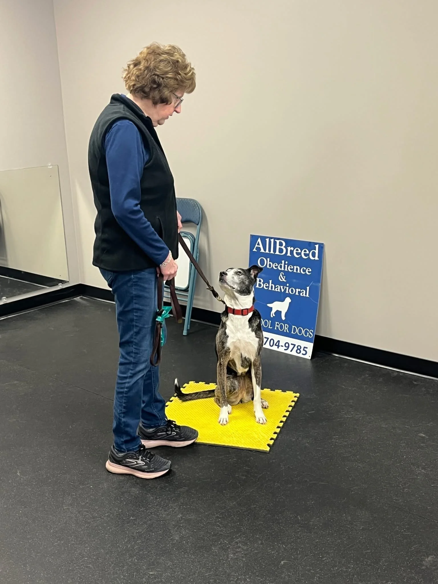 A woman training a black and white dog at an obedience class, sitting on a yellow mat in a room with a sign that reads 'AllBreed Obedience & Behavioral School for Dogs' and a phone number.